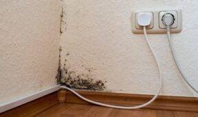 How To Test Your Home For Mold (And How To Get Rid Of It)