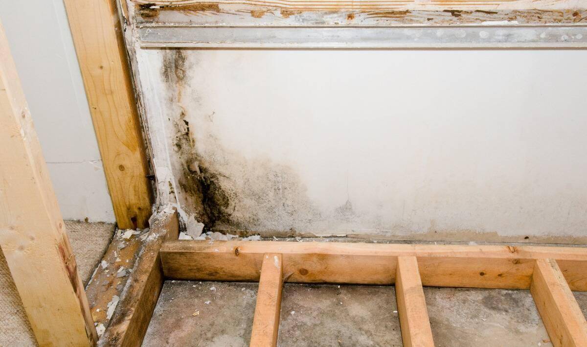 A section of wall in a basement that's being renovated that's growing mold.