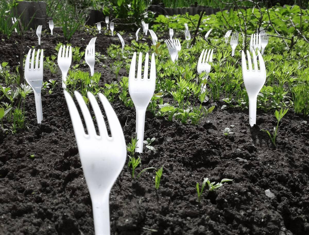 Rows of plastic forks in a garden, prongs up, stuck between plants.