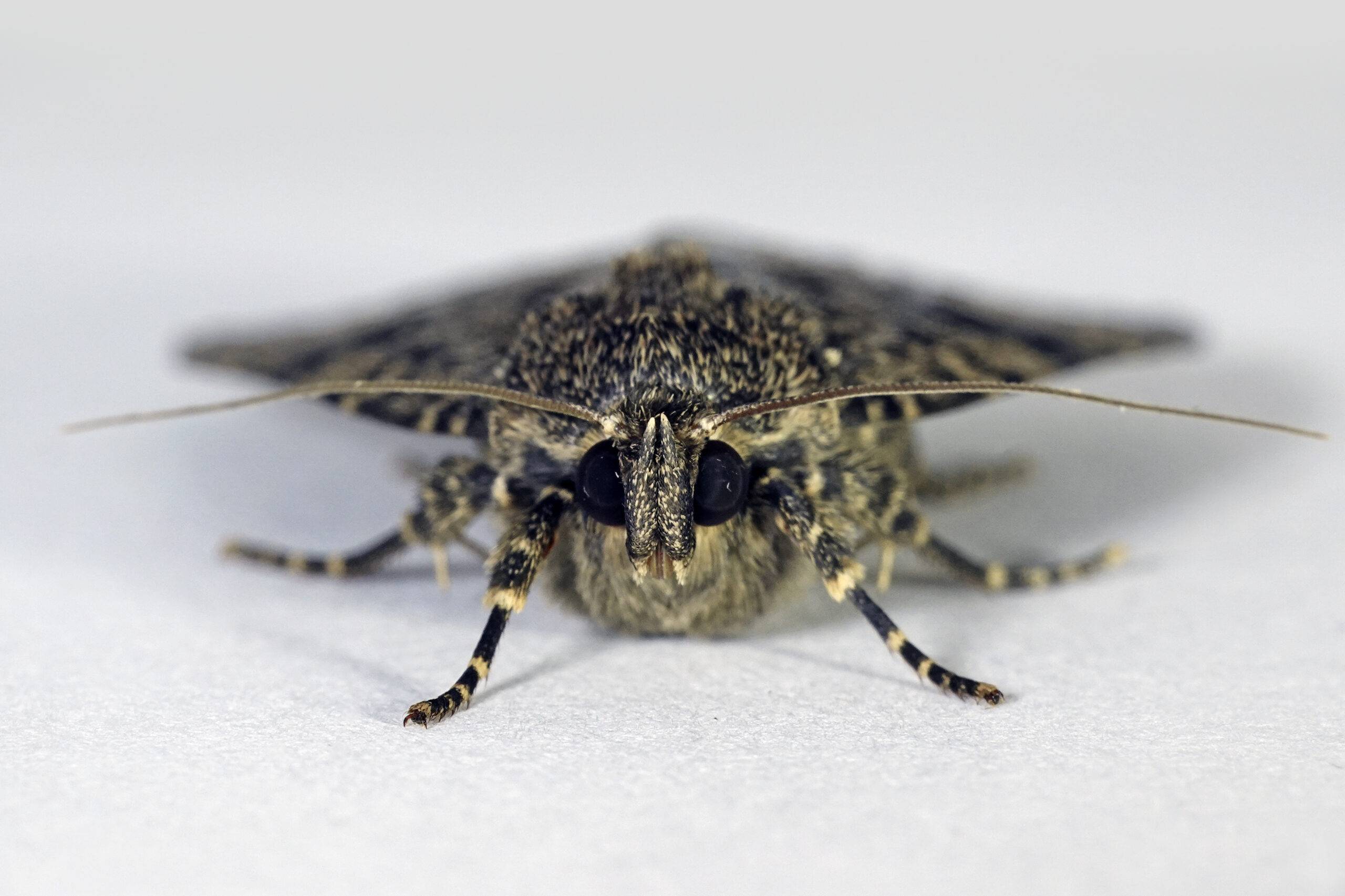 Macro photo of the Svensson's copper underwing moth