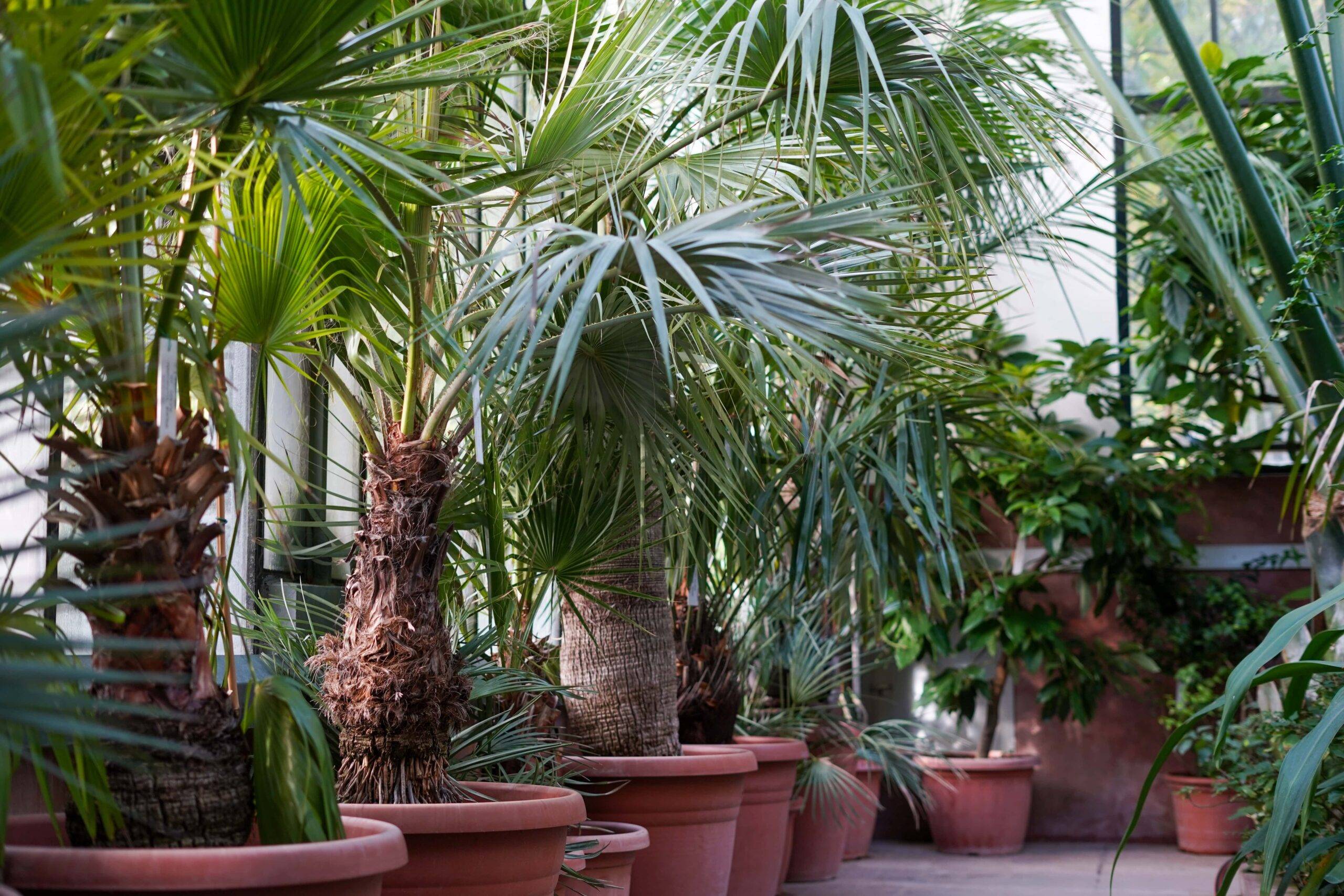 A row of large potted trees in a sunroom.
