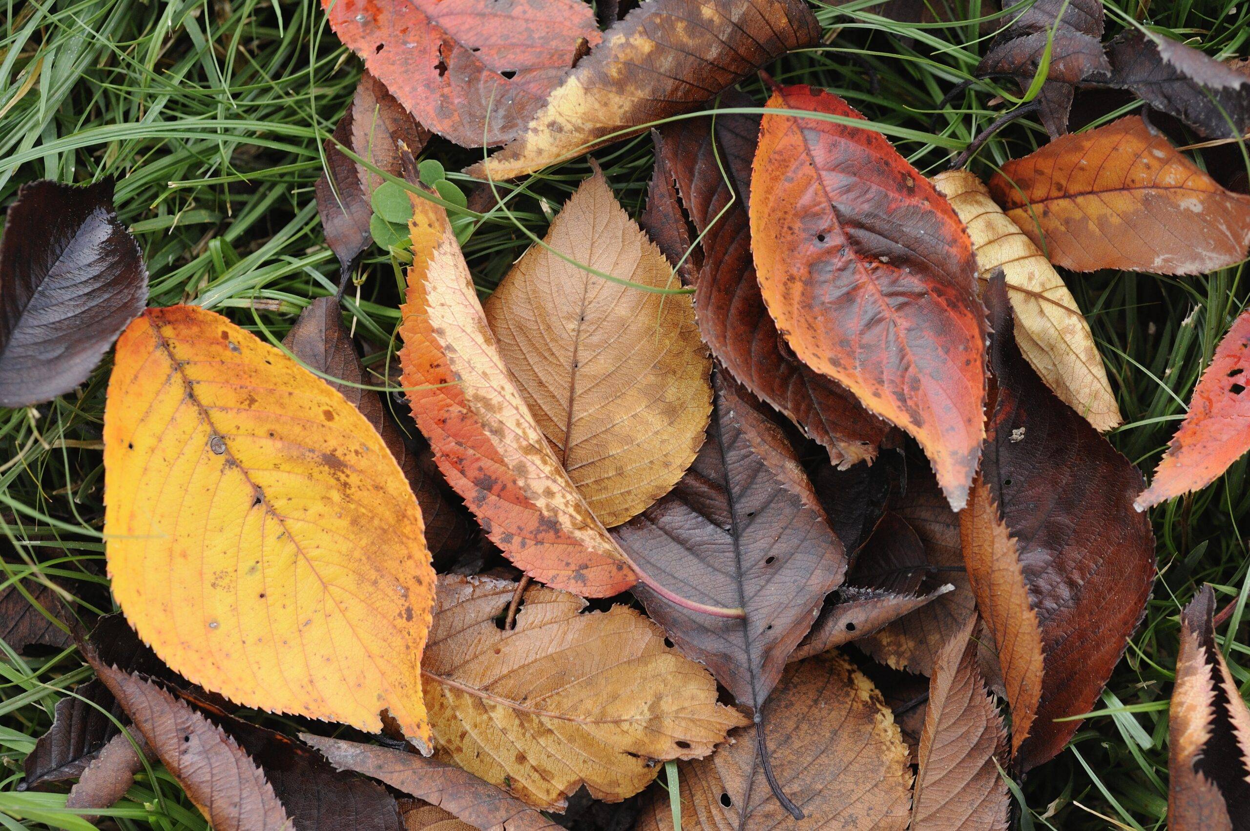 Tree dead leaves fallen on grass in Autumn