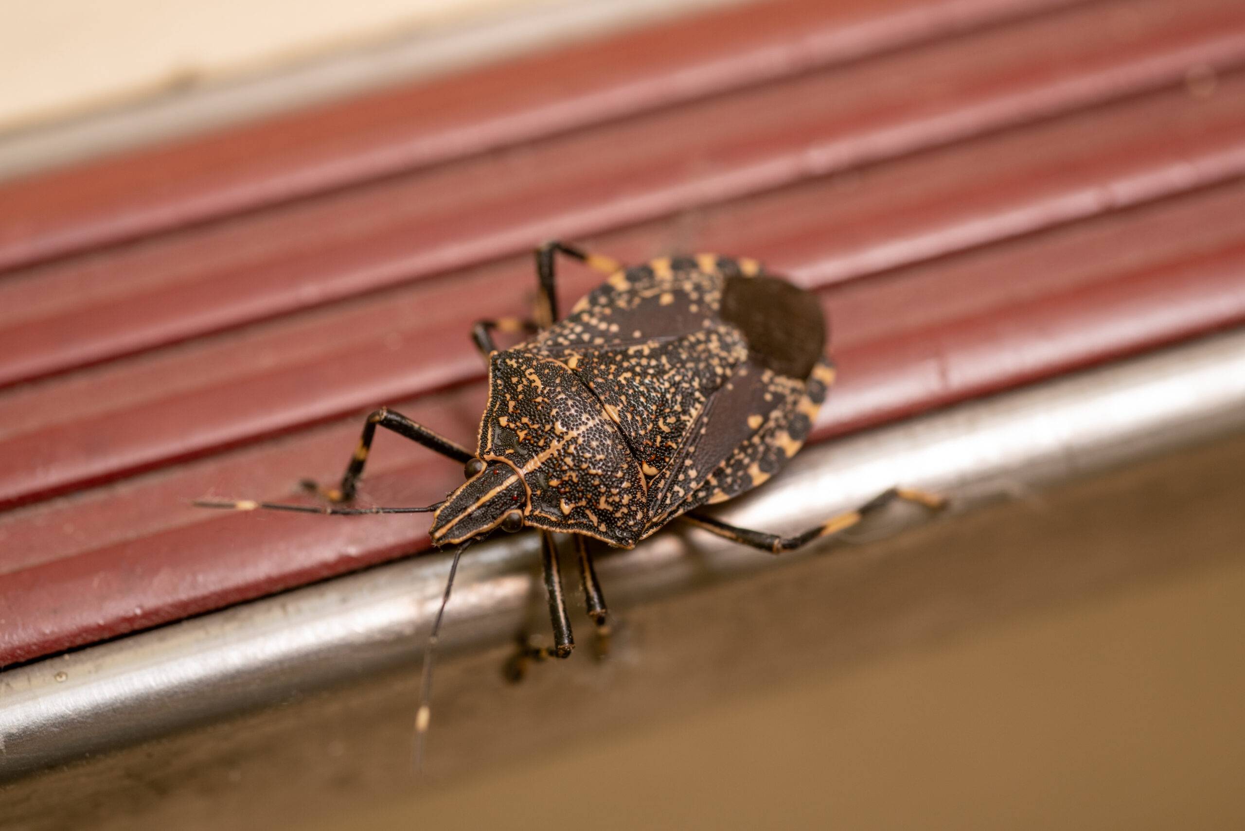 A stinkbug walking on a windowsill.