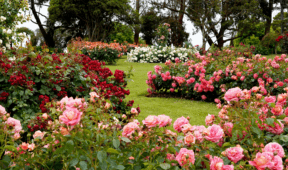 The 2026 Garden Color Of The Year Has Been Announced—Here’s How To Use It