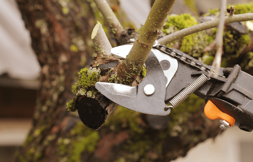 Pruners trimming back tree branch.
