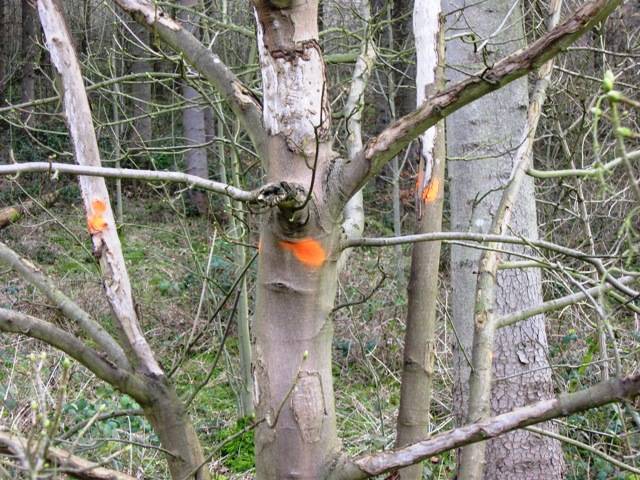 Trees with an orange spot.