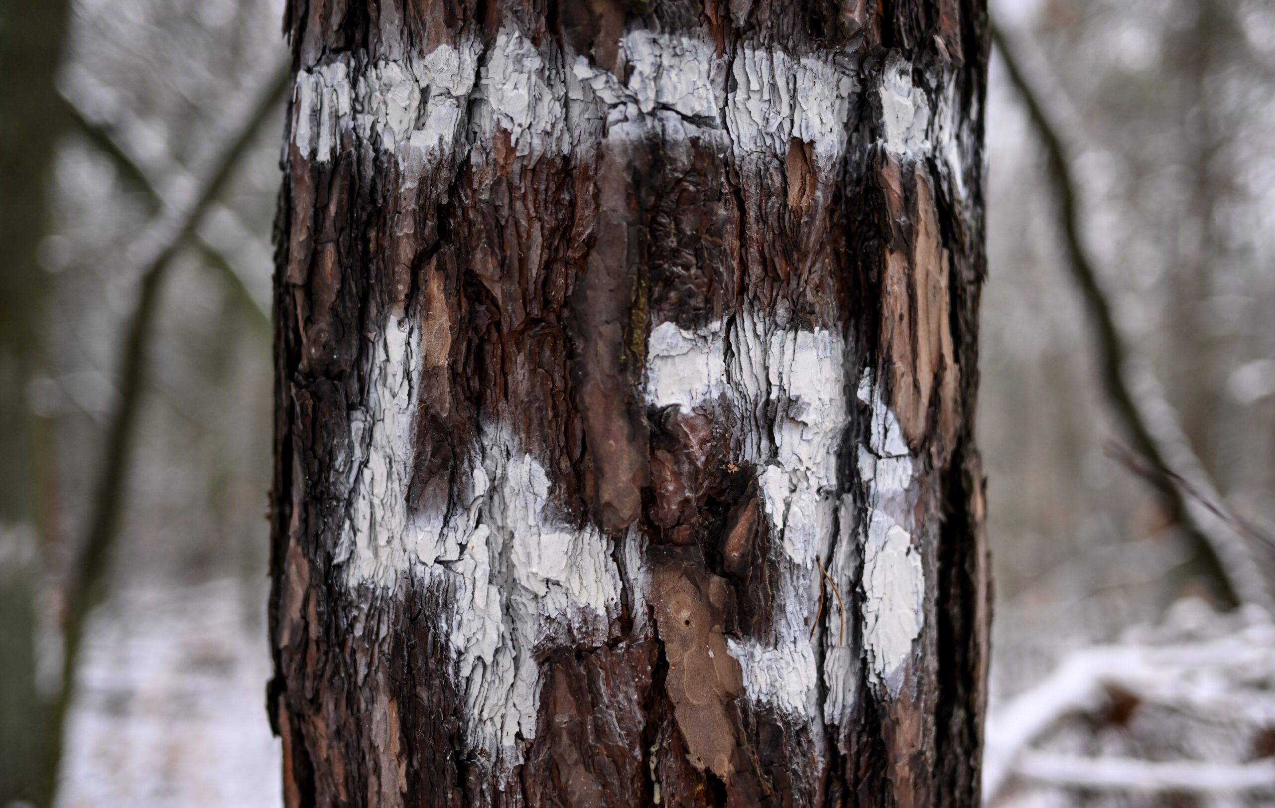 Trees marked with white paint for a survey.