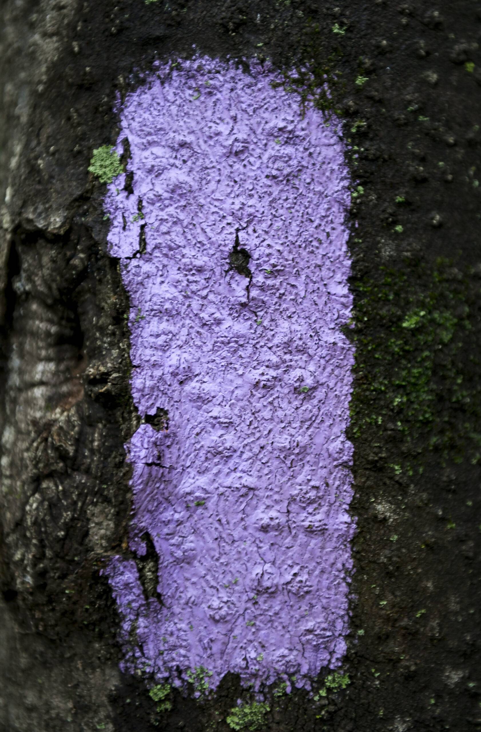Purple line painted on a tree.