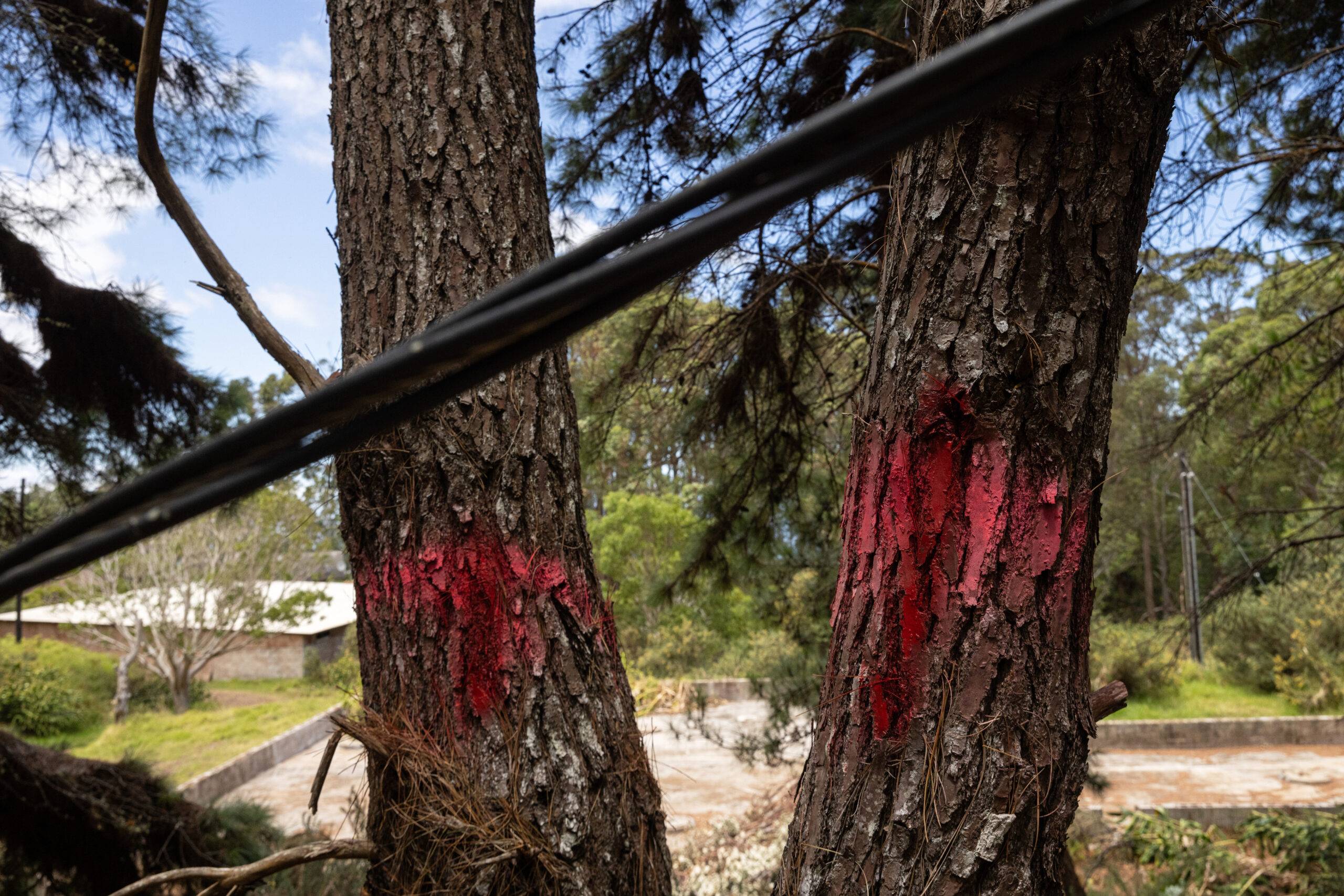 Pink markings on a tree near construction.