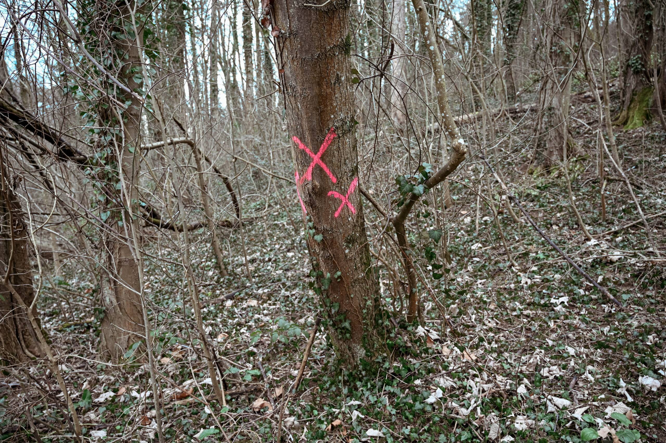 X painted on a tree.