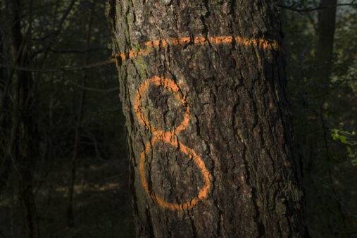 The number eight spray painted on a tree.