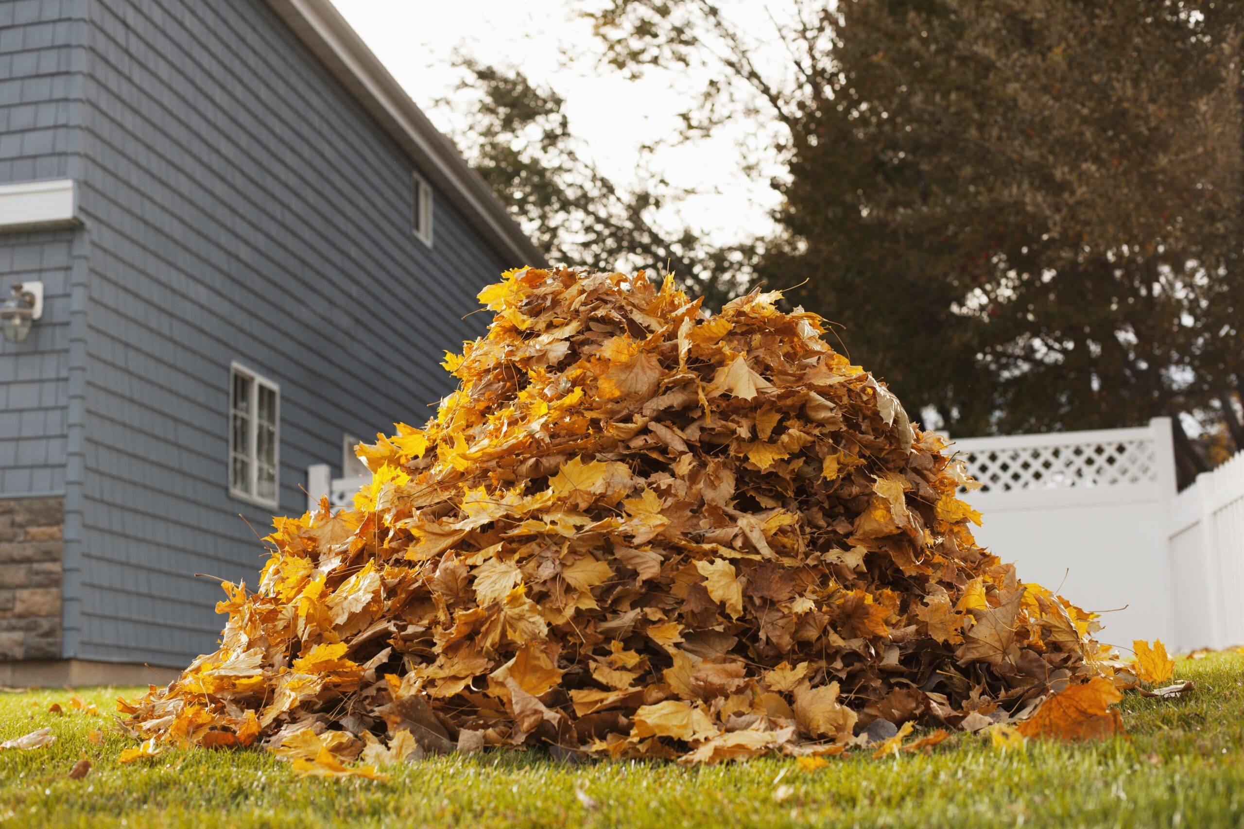 Fresh pile of leaves.