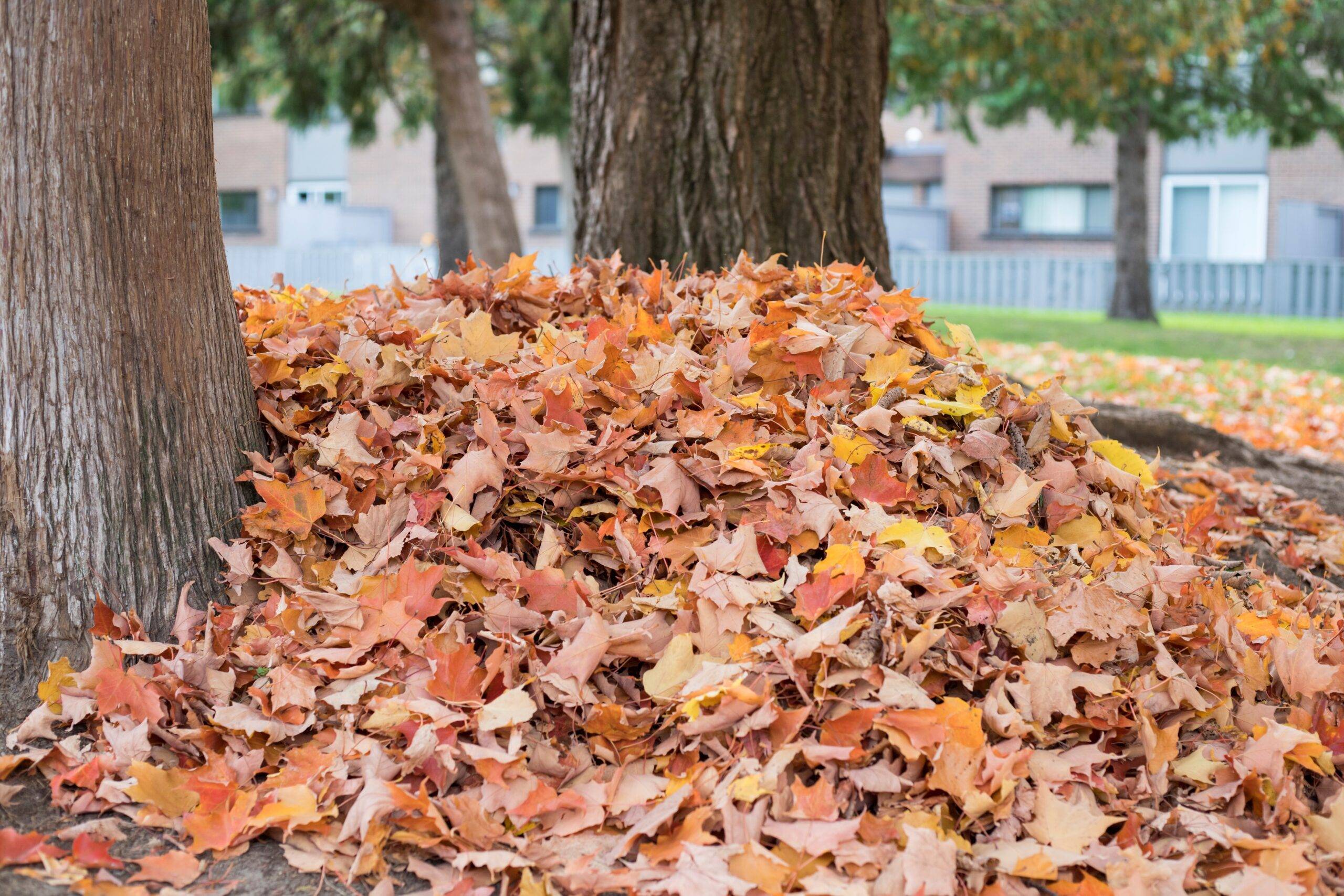 Pile of not yet raked leaves by a tree.