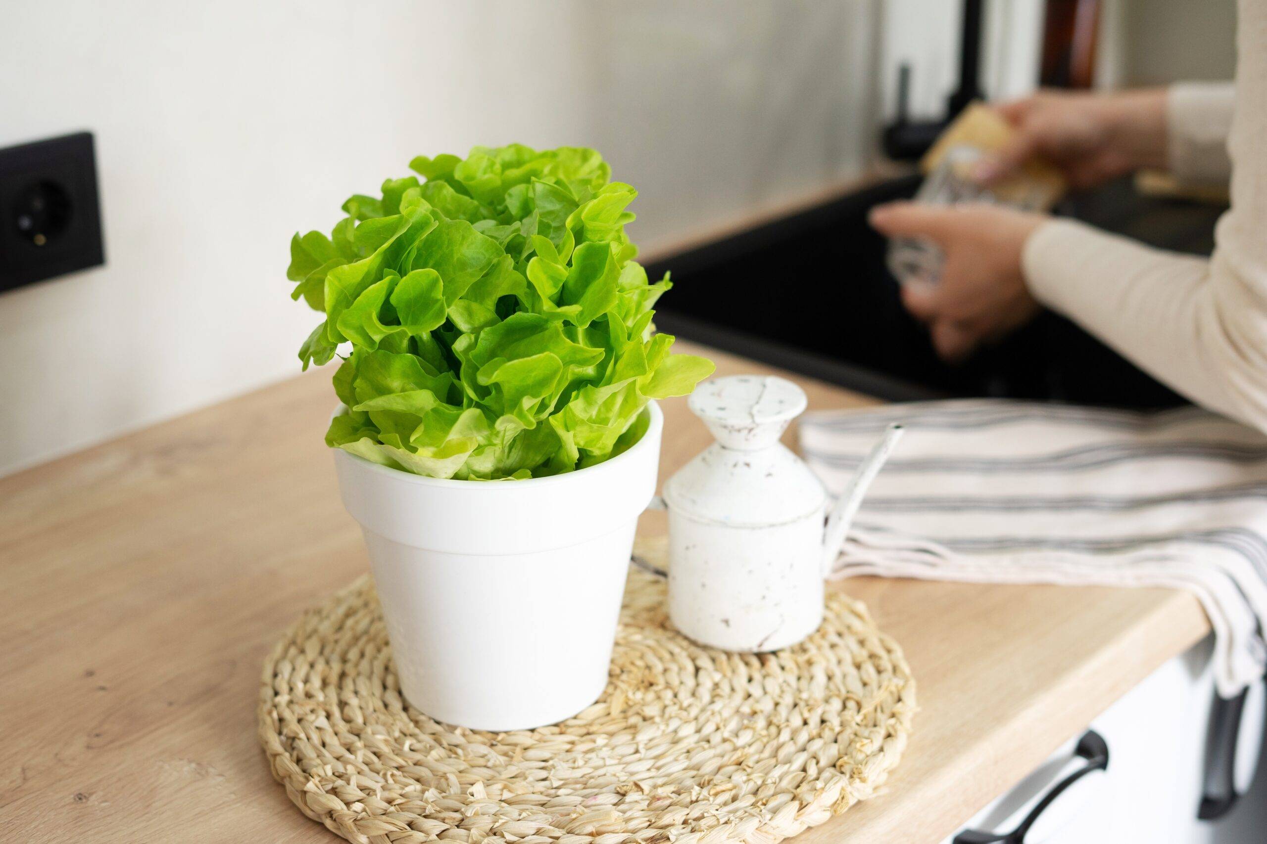 Lettuce growing in a pot on a kitchen counter.