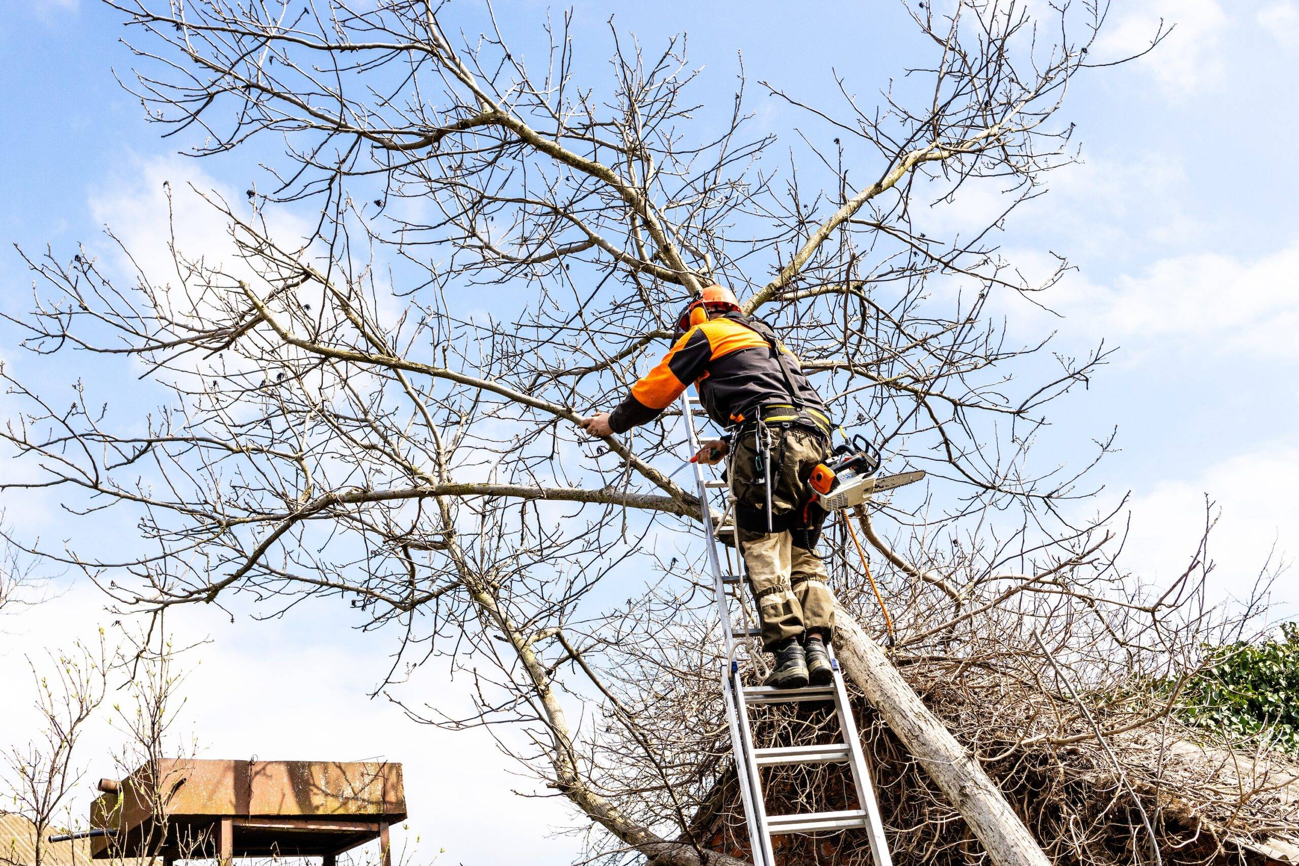 Professional arborist pruning a tree.