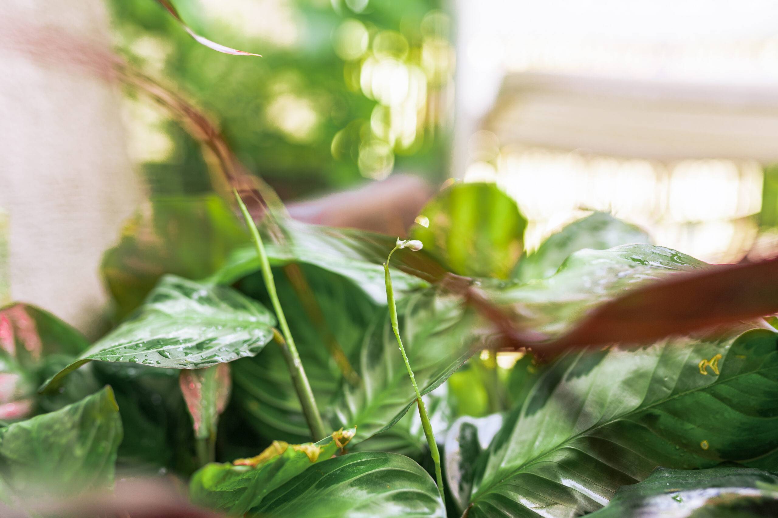 Calathea plant near window with burnt leaves.