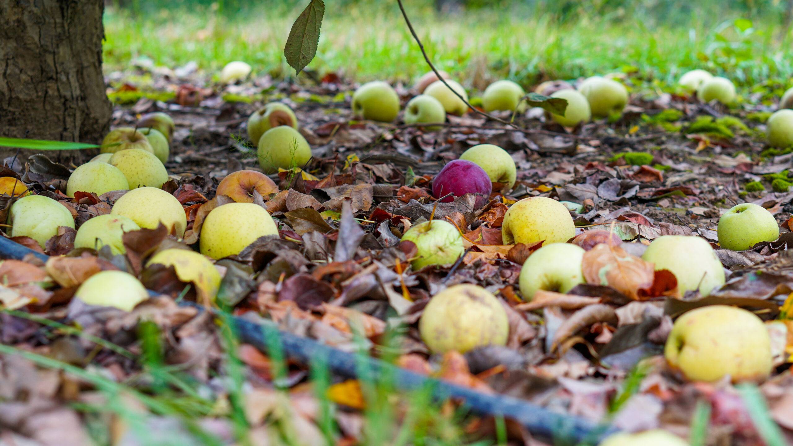 Dropped apples on the ground.