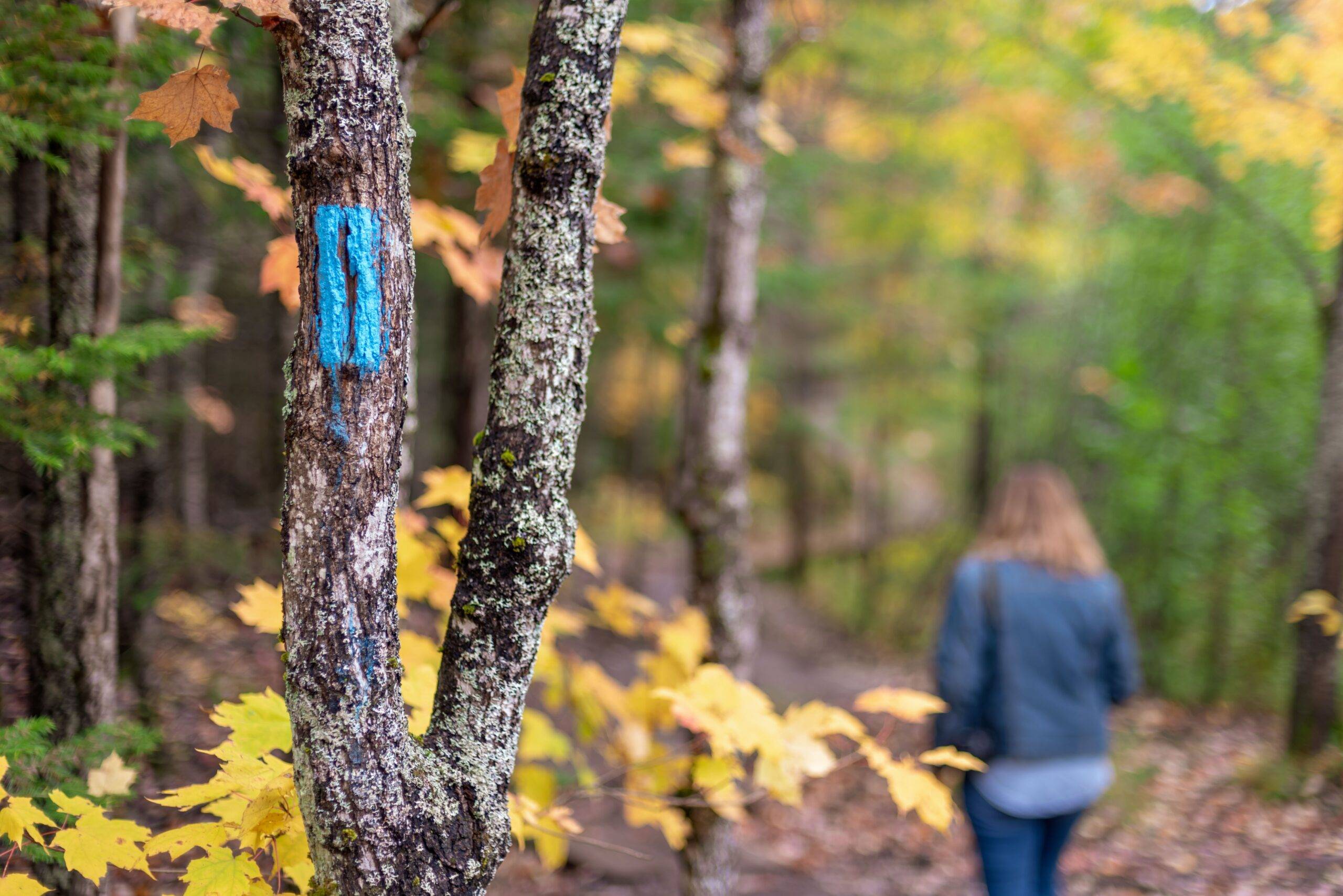 Blue trail marking on a tree.