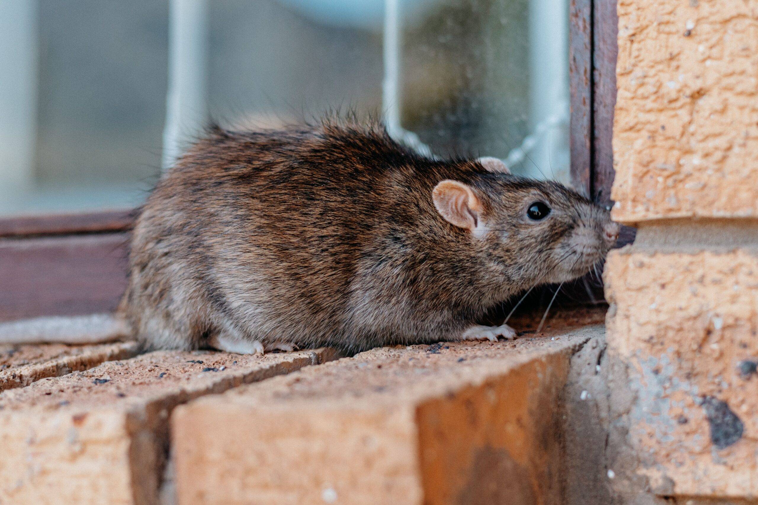 A closeup shot of a gray-brownish rat.