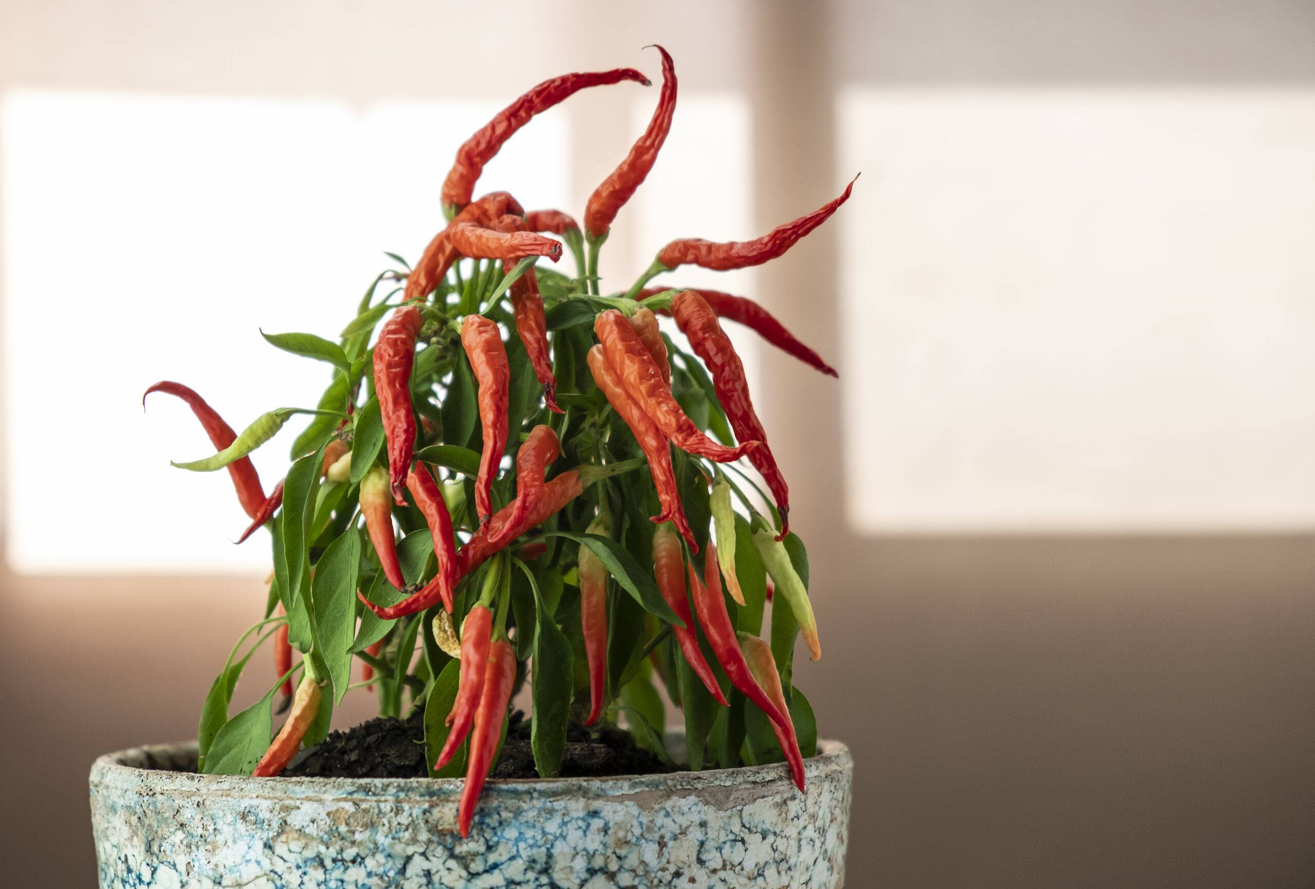 Red chili peppers growing in a pot.