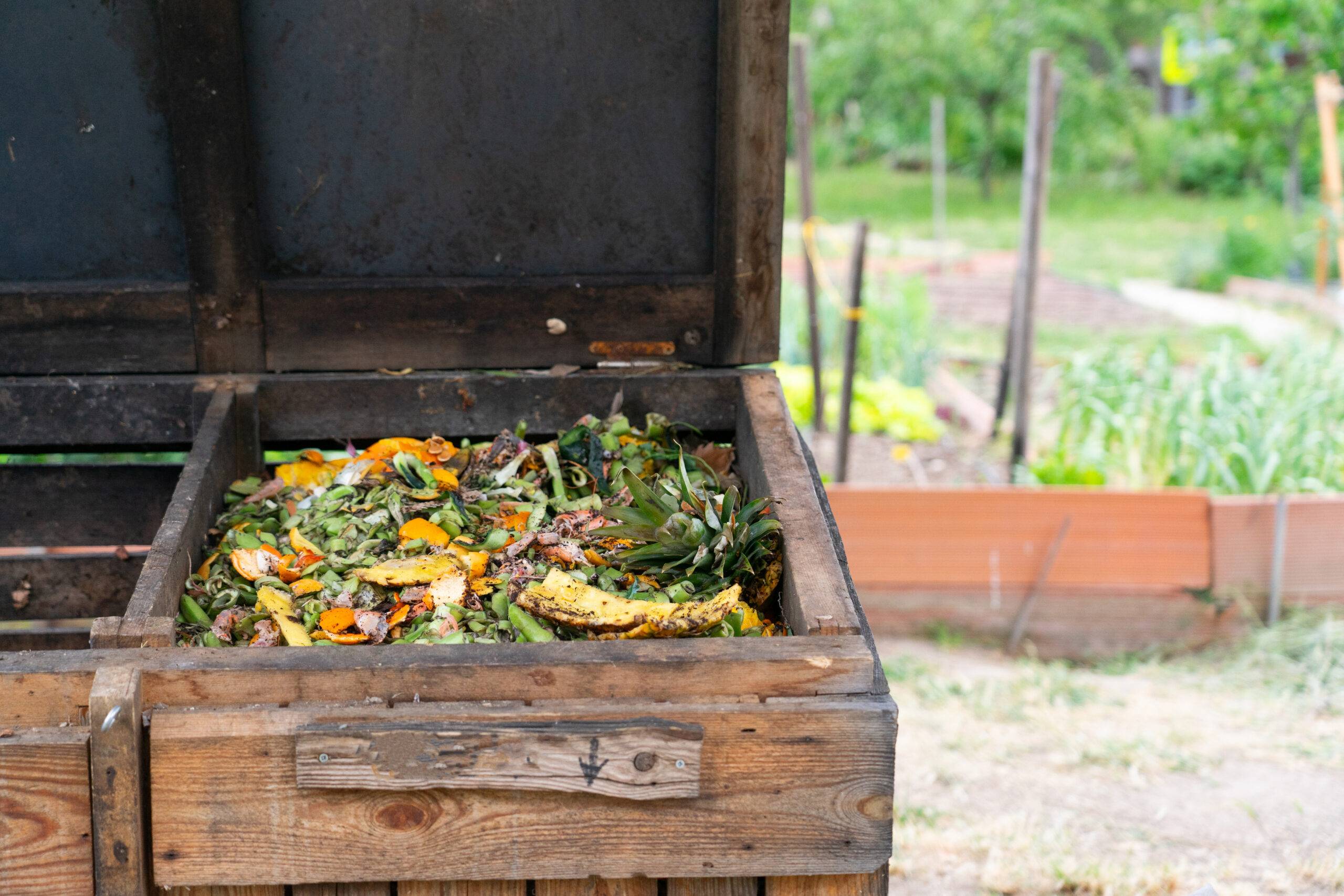 Backyard compost bin with the lid open.