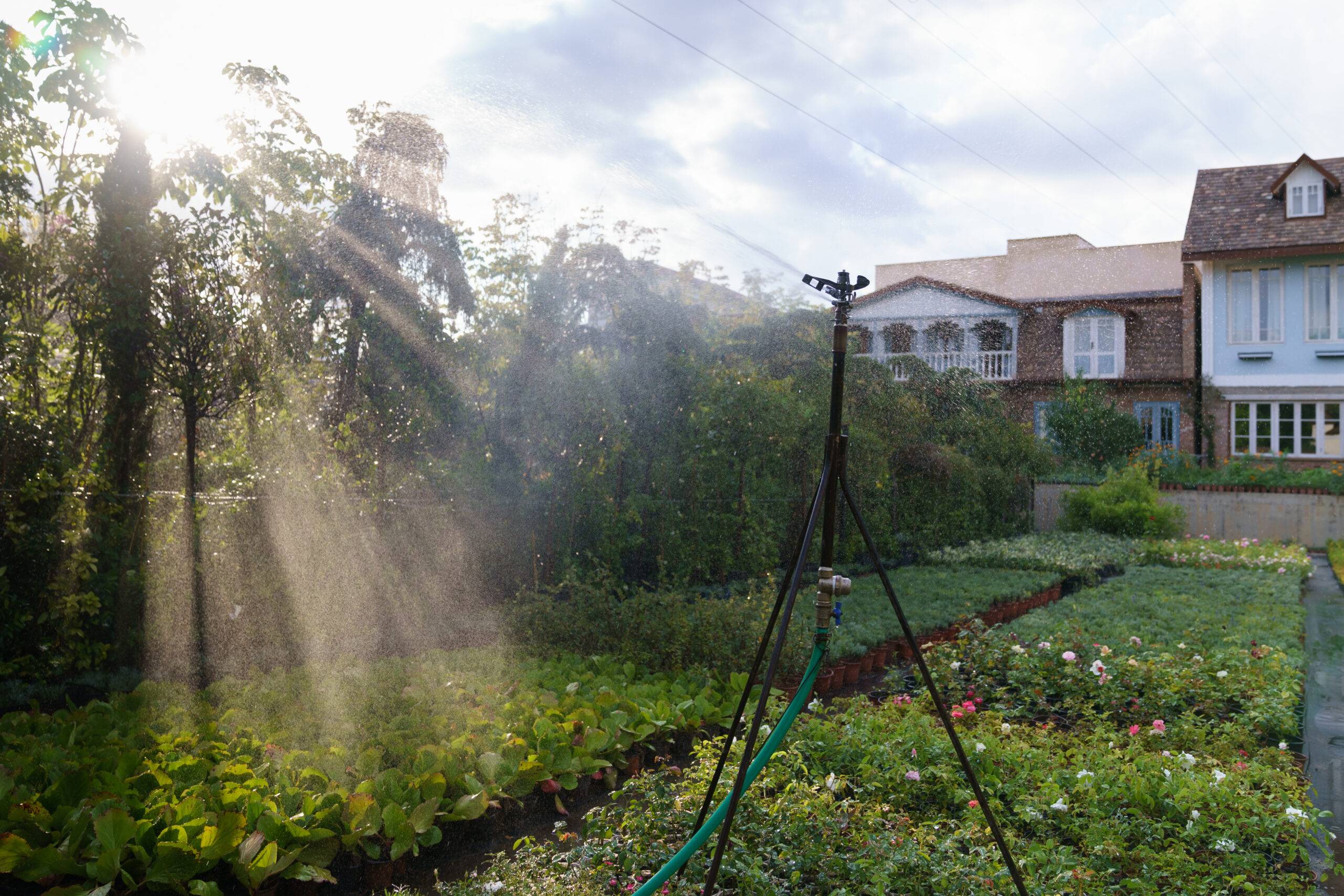 Sunlight streaming into a backyard.