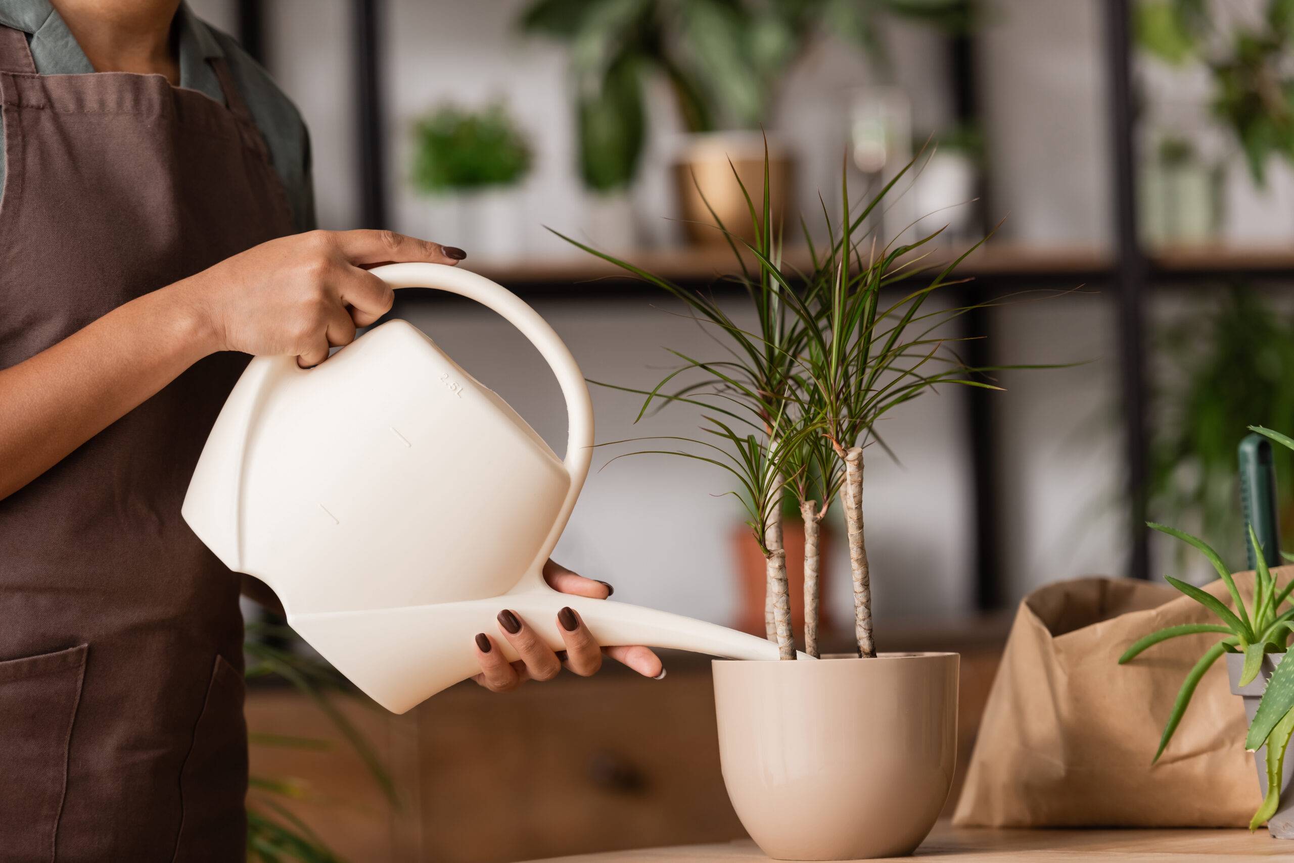 Florist watering a houseplant.