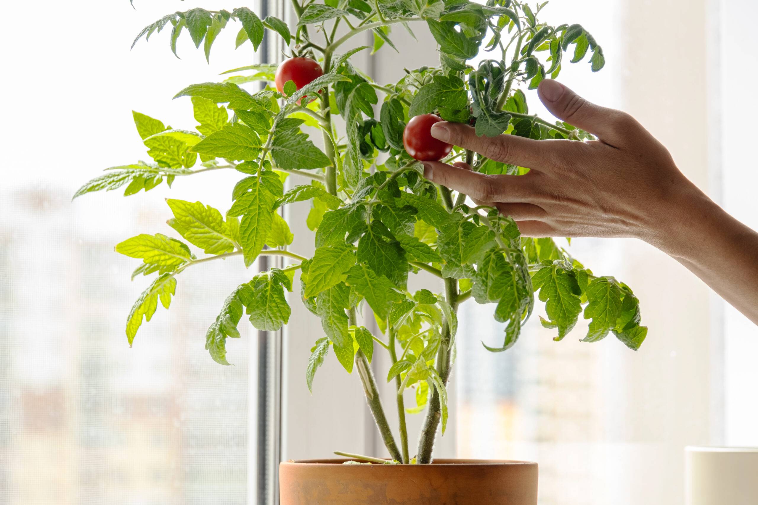 Hand touching tomato plant growing inside.