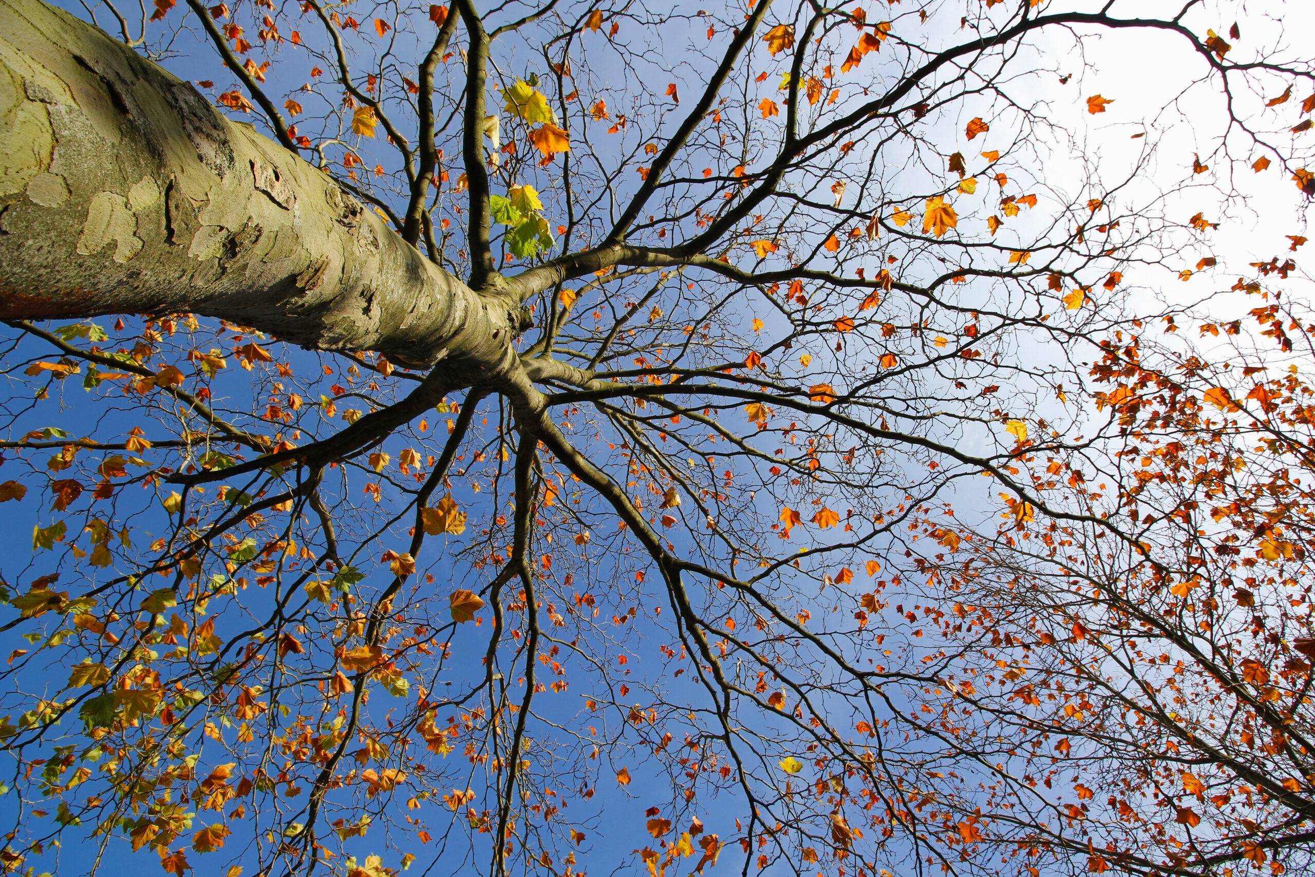 Looking up ata. tall tree in fall.