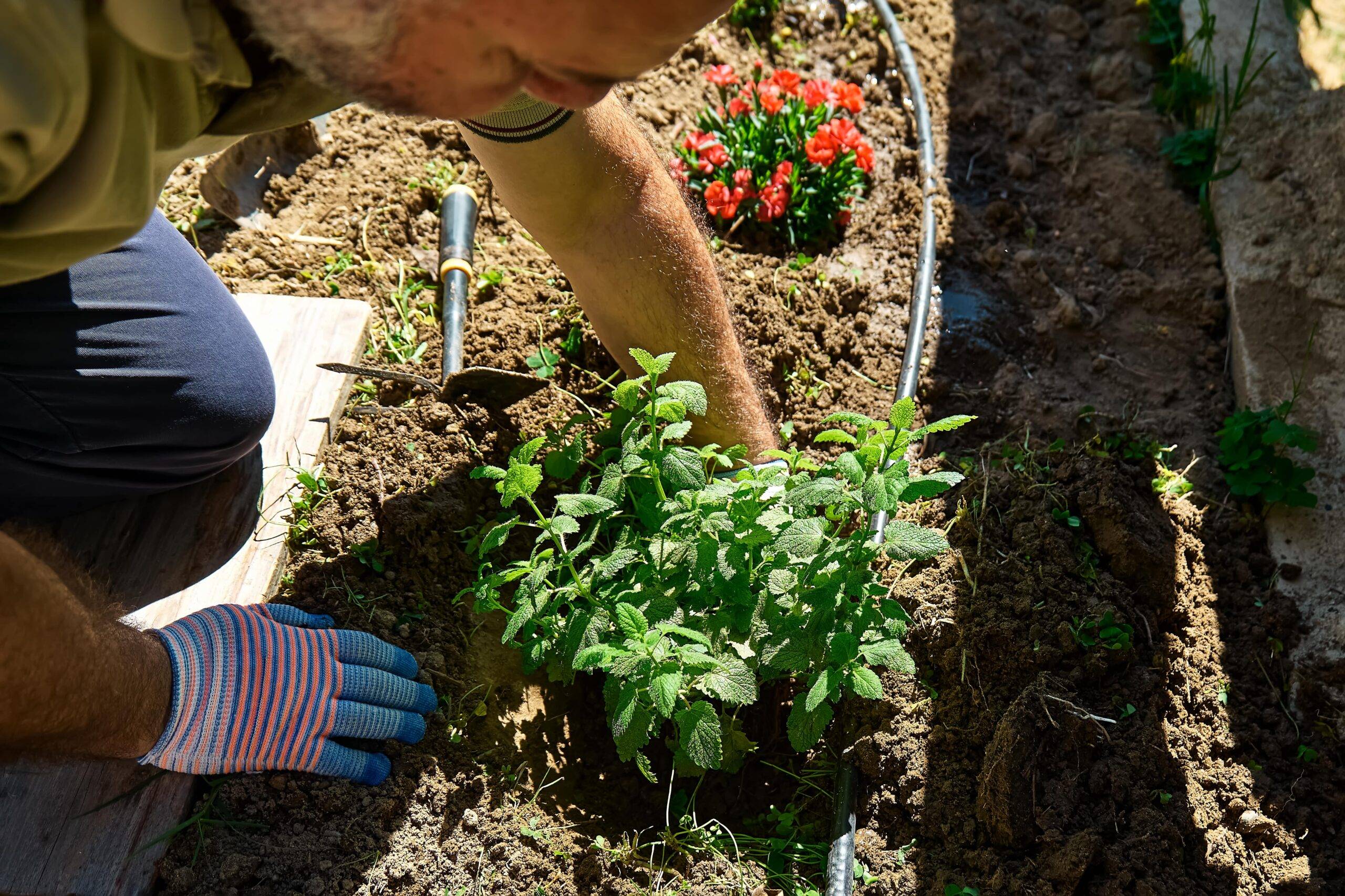 A close photo of a man planting something in a garden bed.