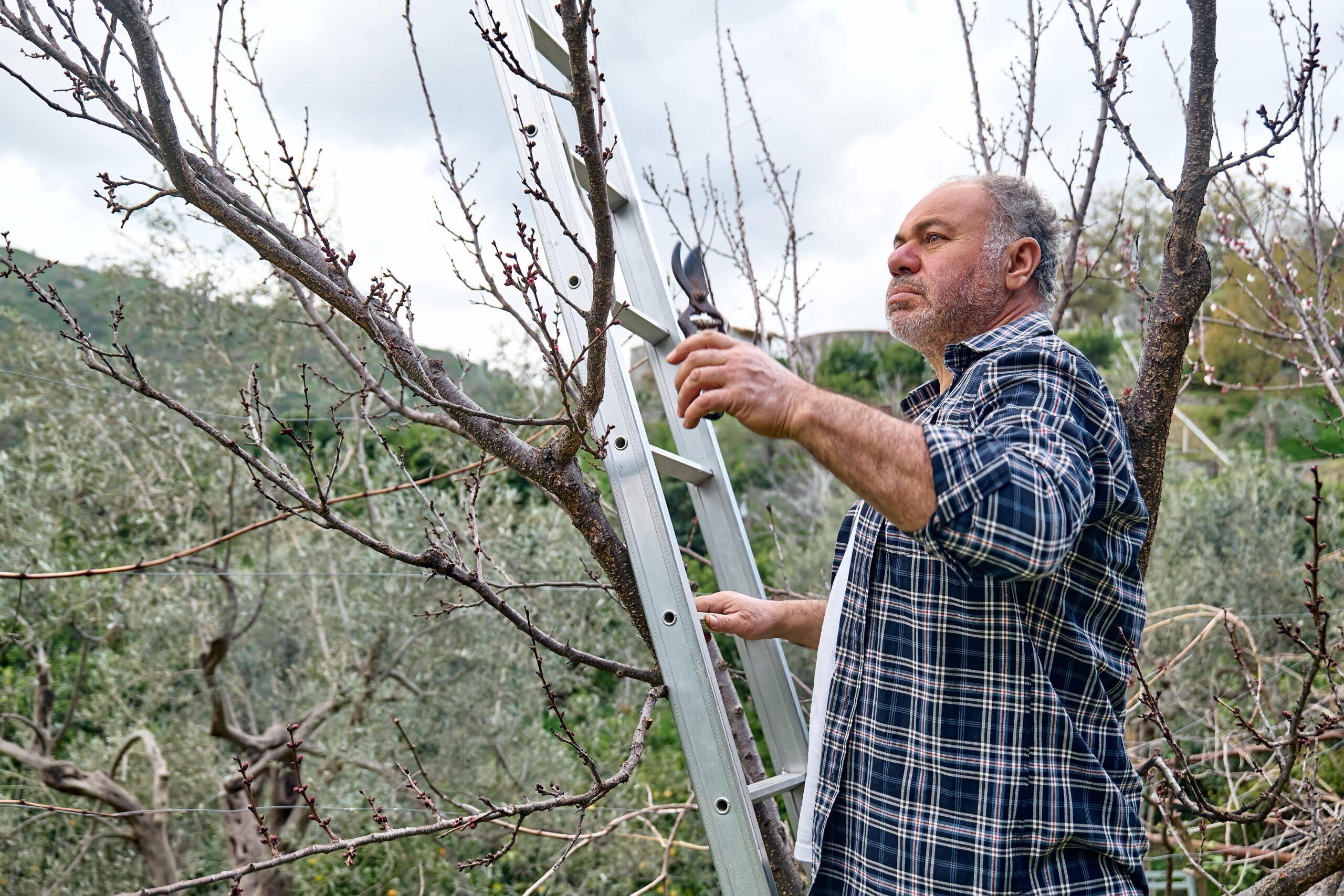 An older man high on a ladder pruning a tree.