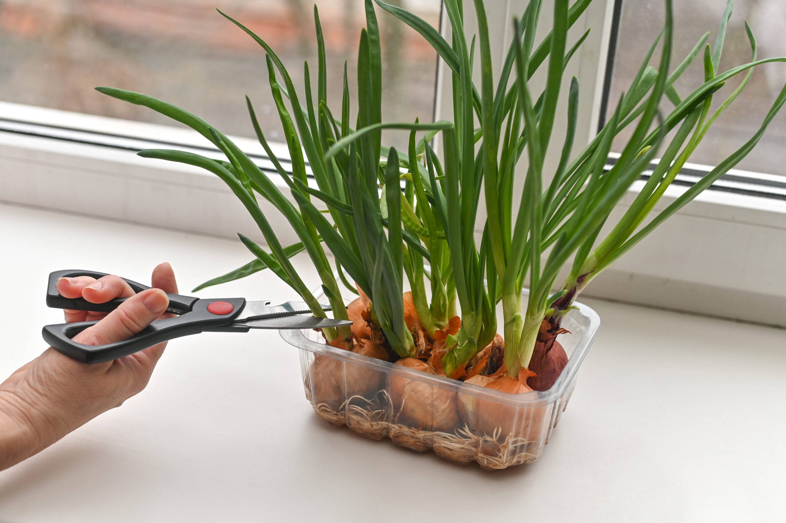 Hand cutting green onions with scissors.