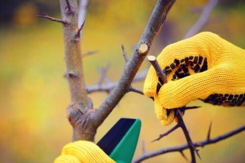 Hands cutting a tree at the collar.