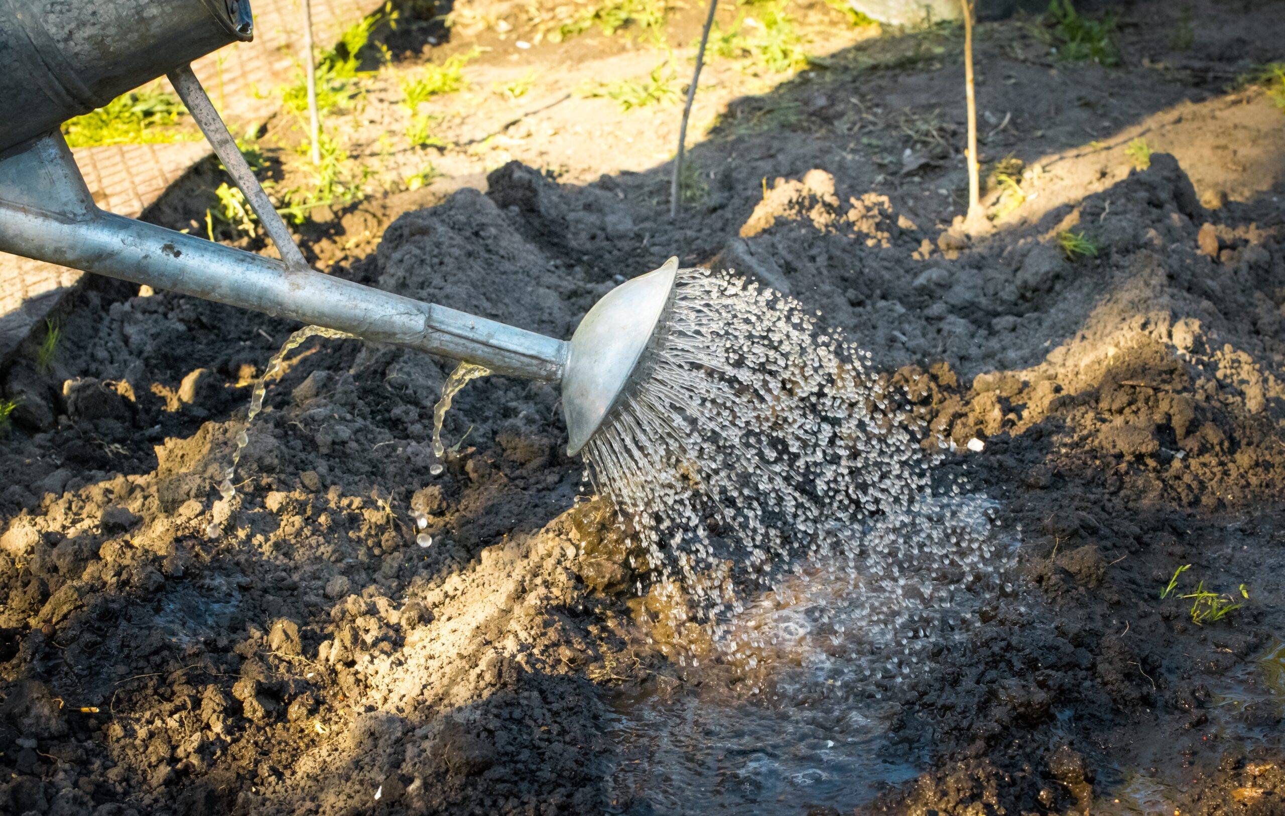 Watering a garden bed with a watering can.