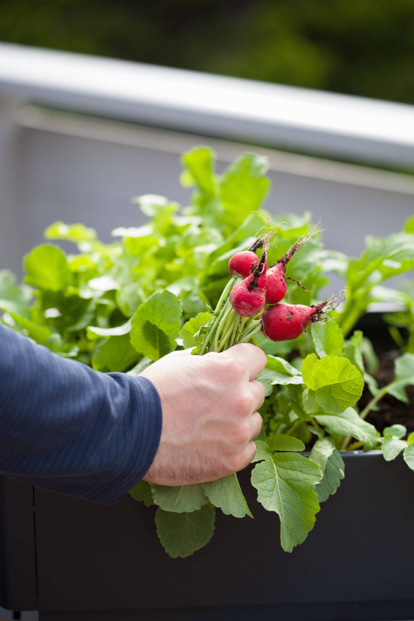 Gardener picking radishes.