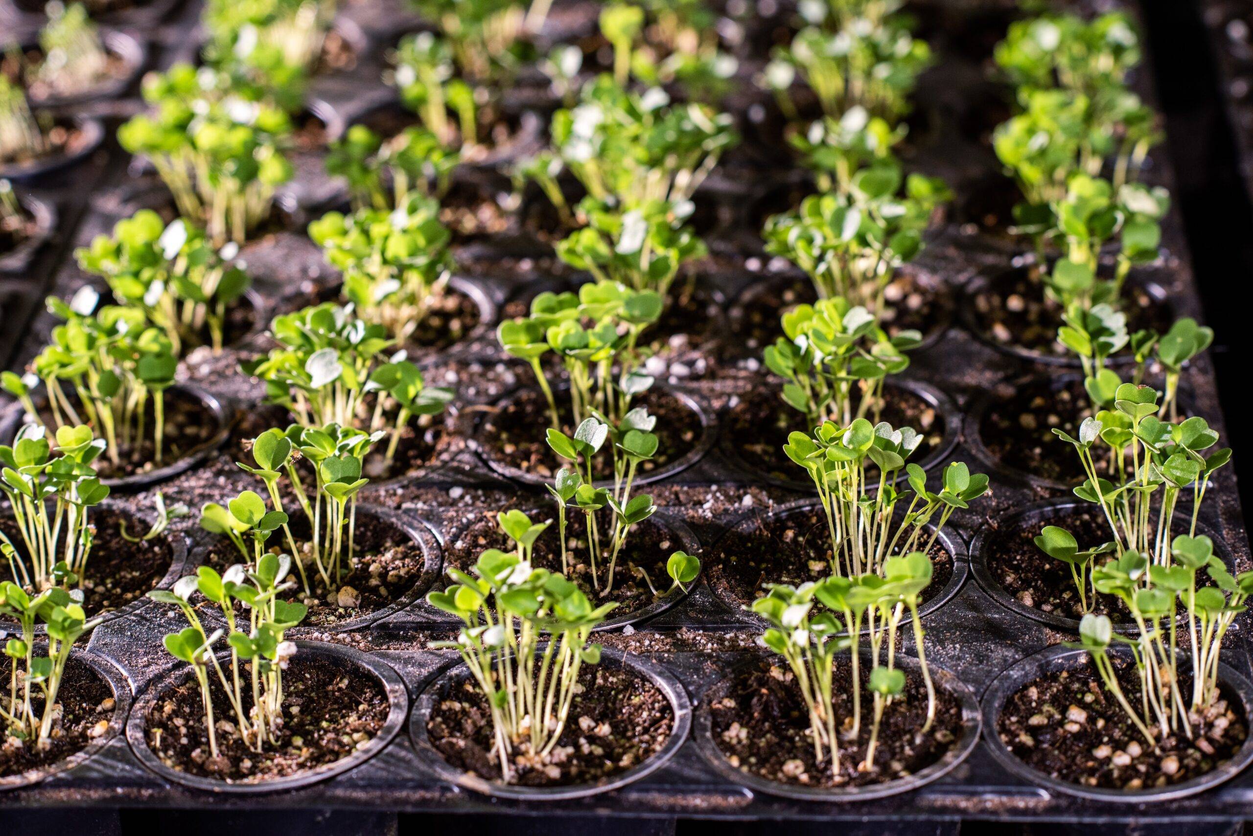 Rows of lettuce starters.