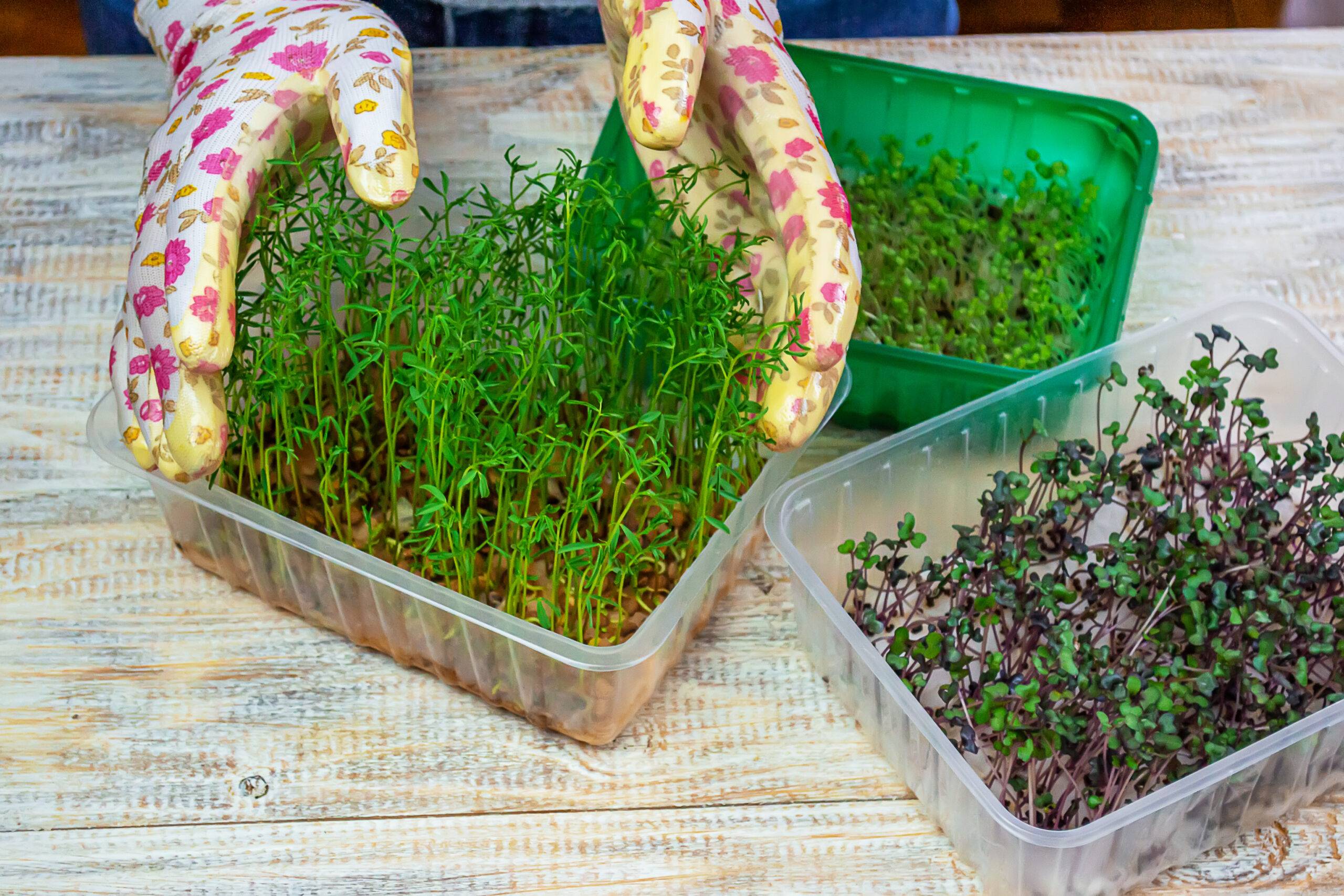 A gardener holding a container of microgreens