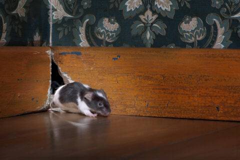 Mouse getting out of a hole in a wall.