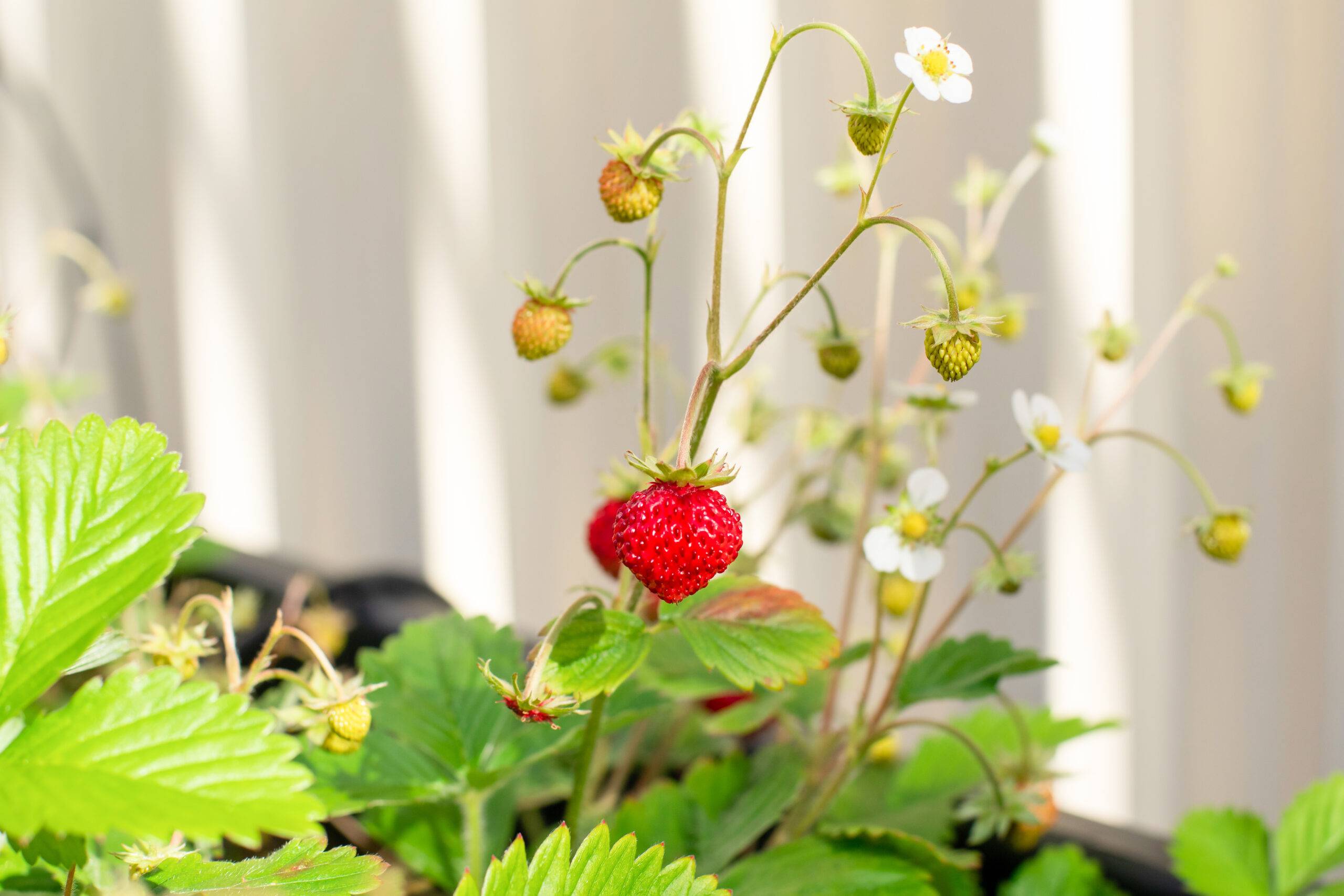 Strawberries growing indoors.