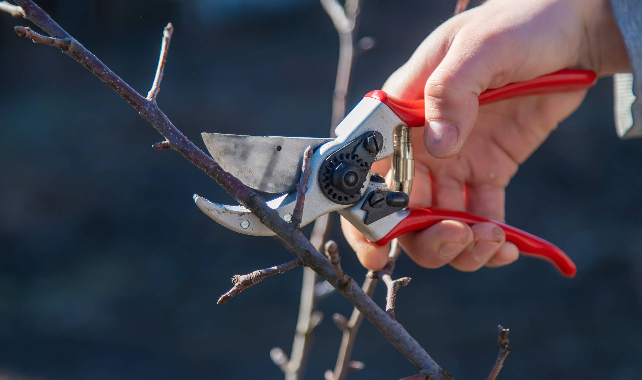 Hand holding pruning shears to prune a tree.