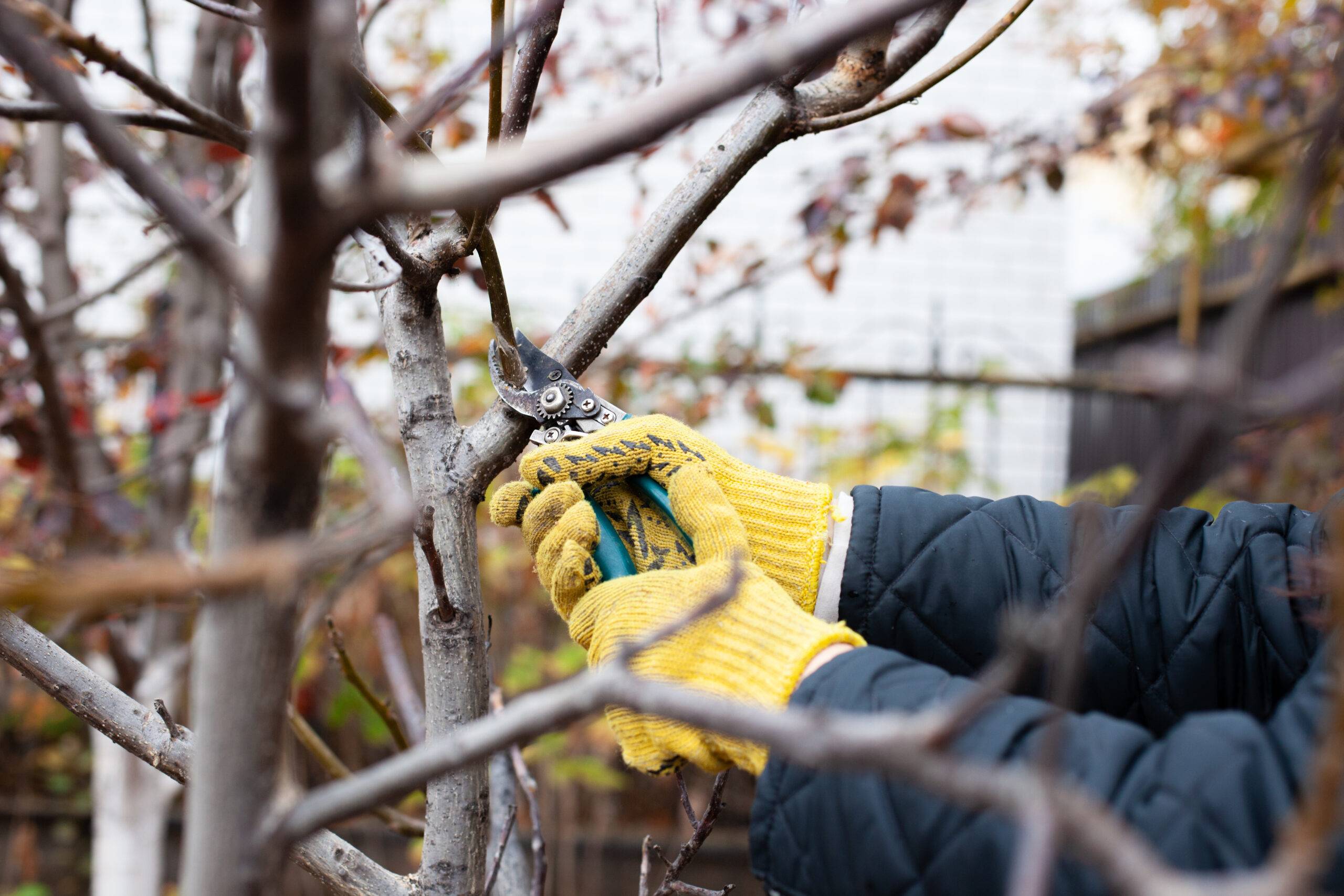 Hands pruning a tree in fall.