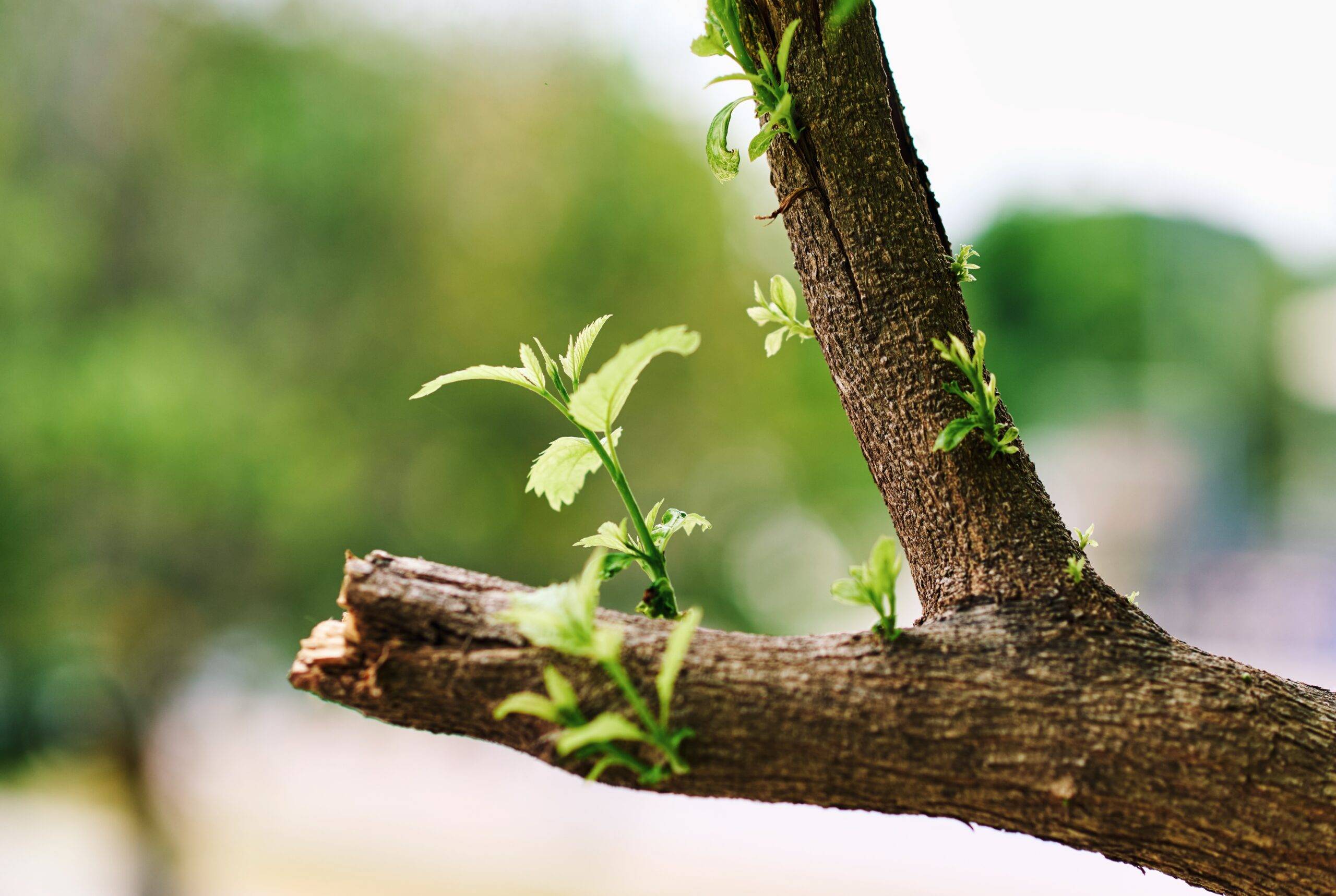 A cut tree limb sprouting new life.