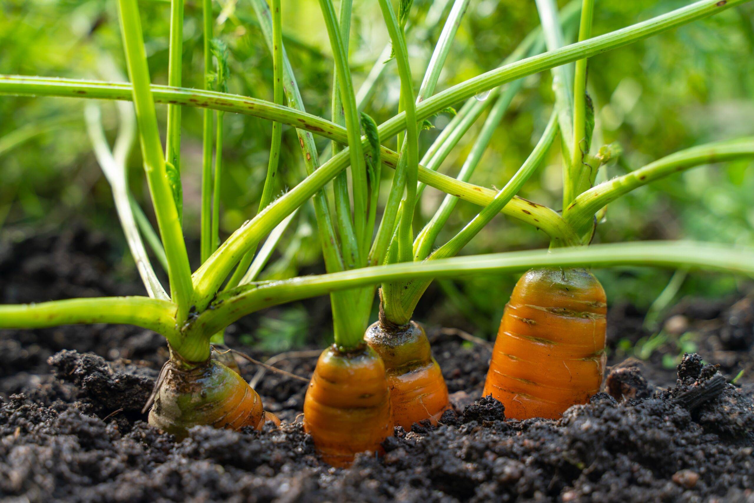 Carrots growing in dirt.
