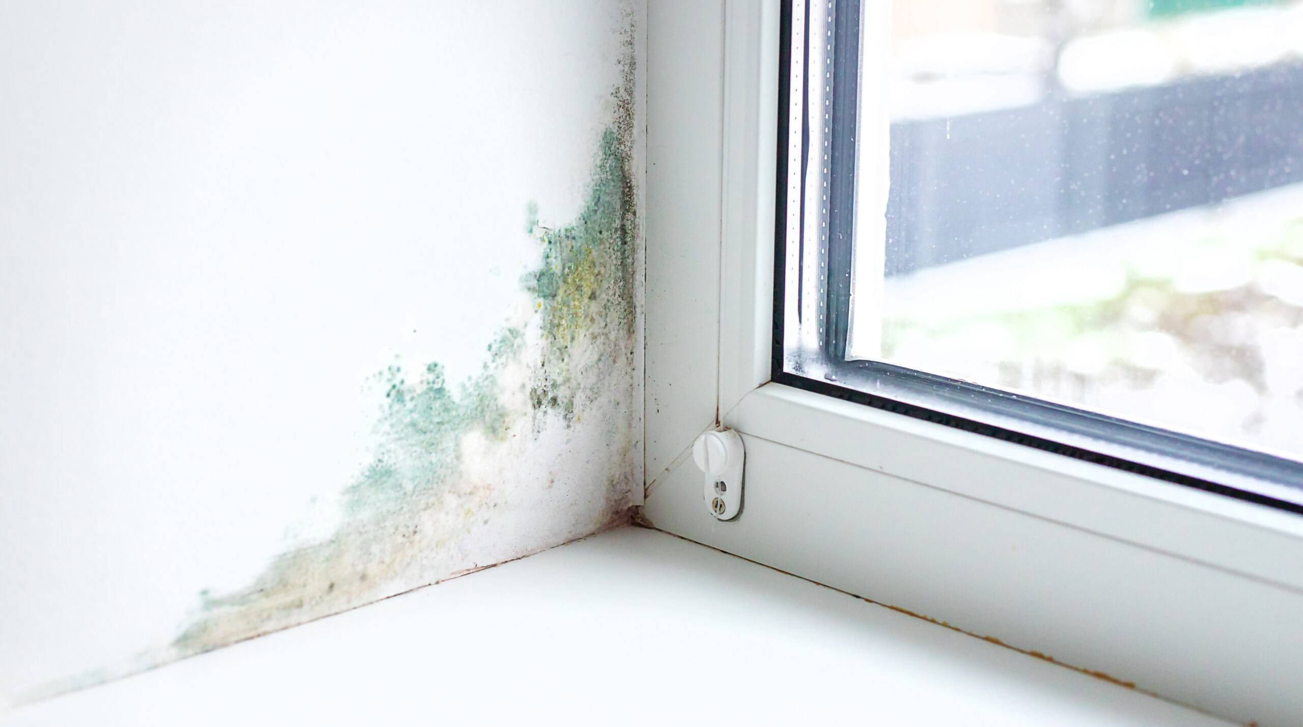 Mold growing near a window.