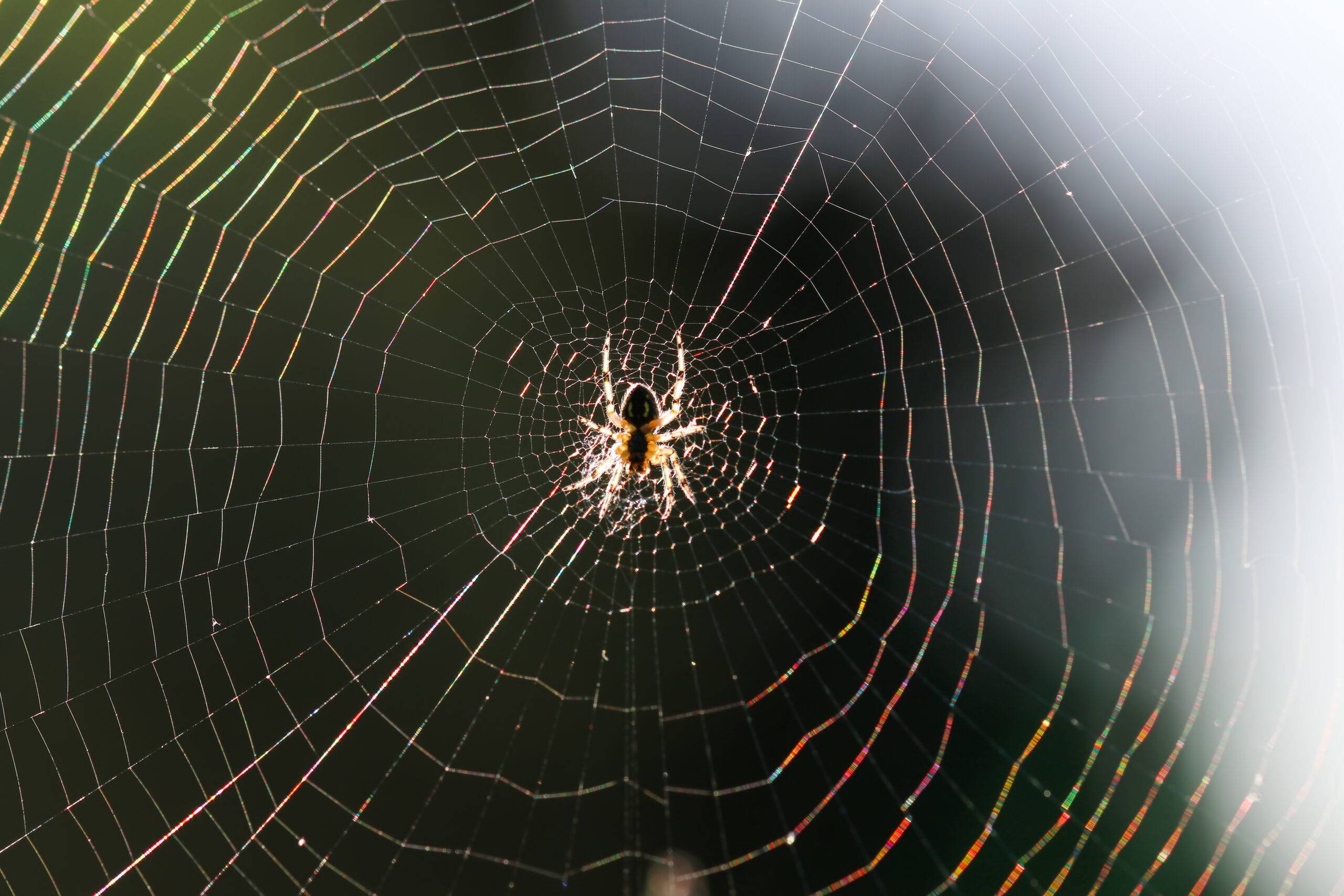 A spider in a web.