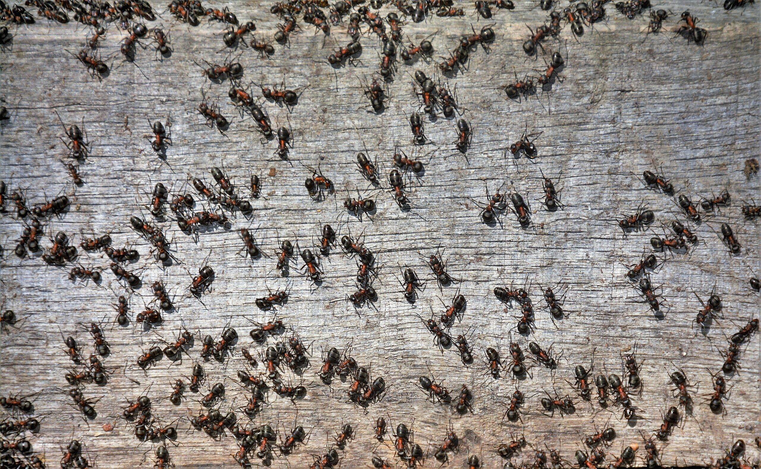 Swarm of ants running on wood.