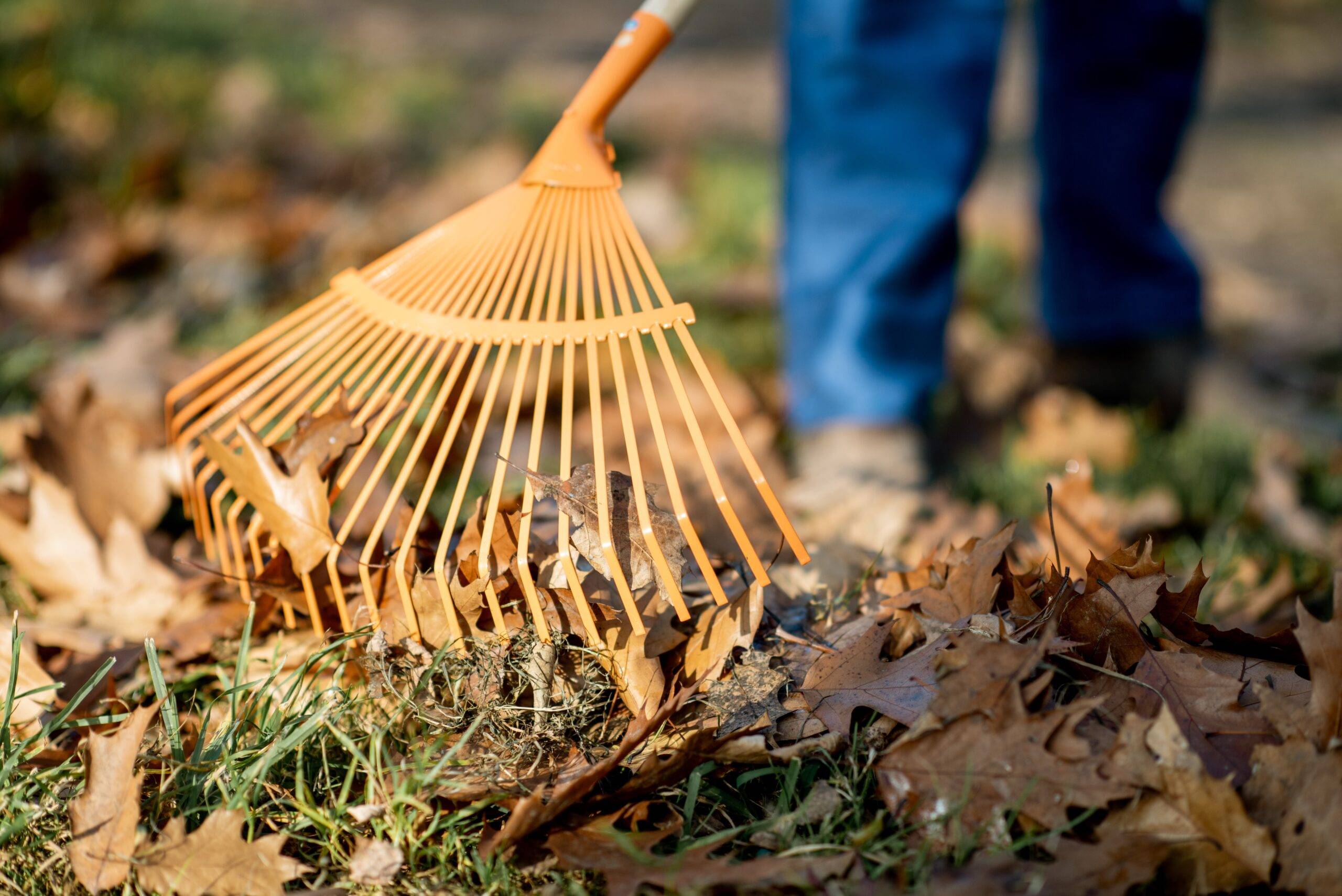 Man raking leaves.