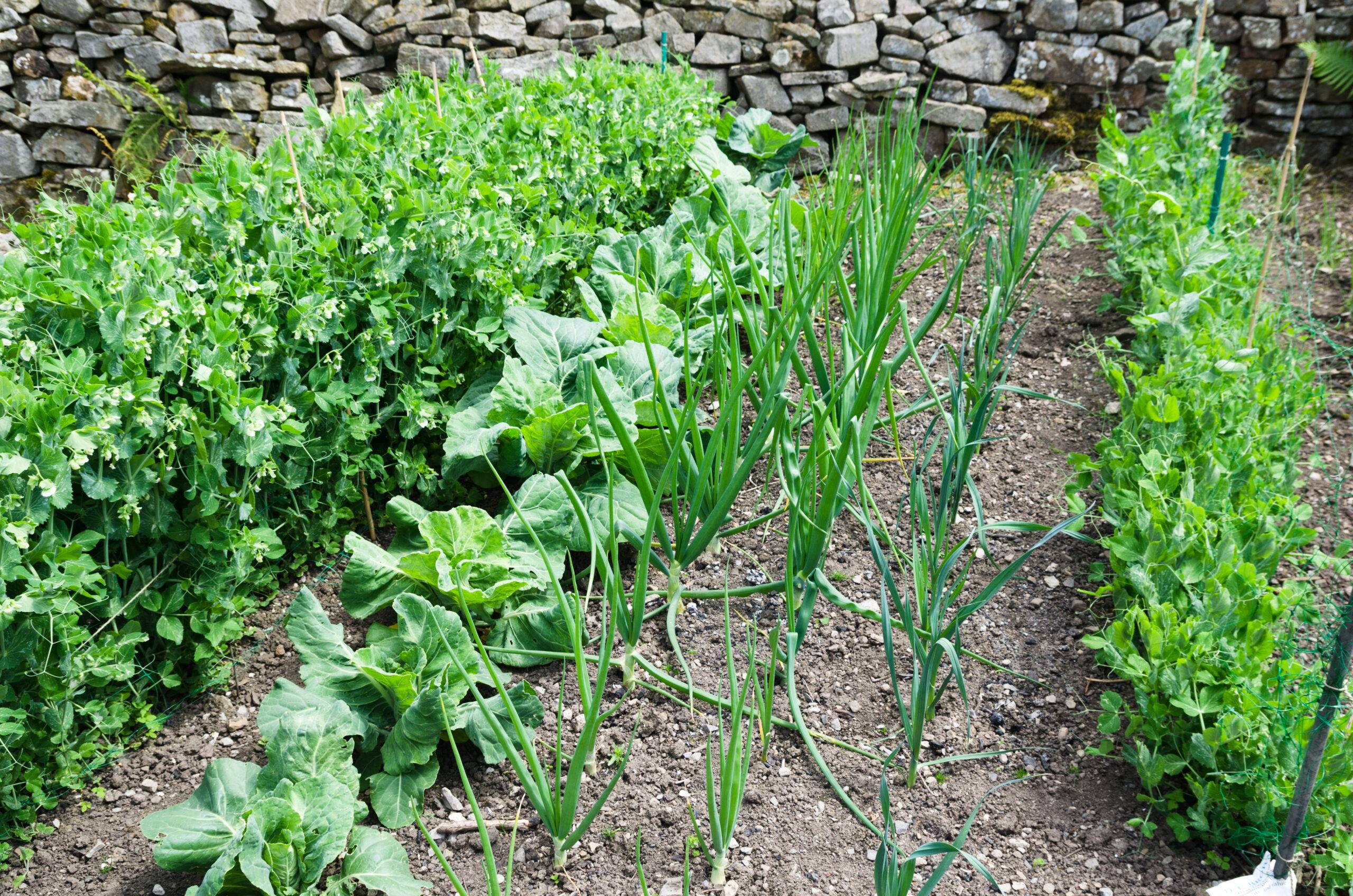 Different veggies growing in a garden bed.