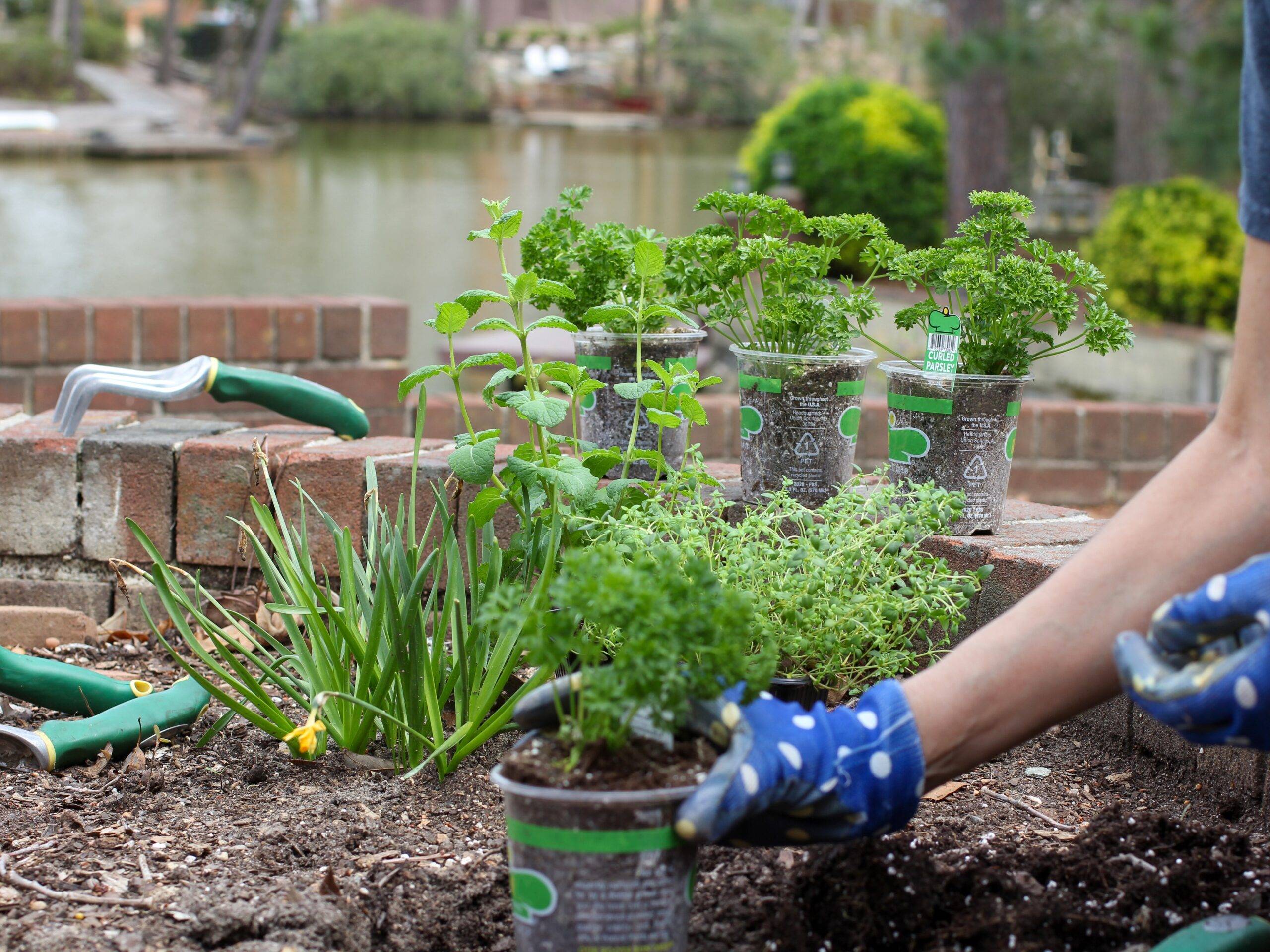 Hands planting herbs in a garden.