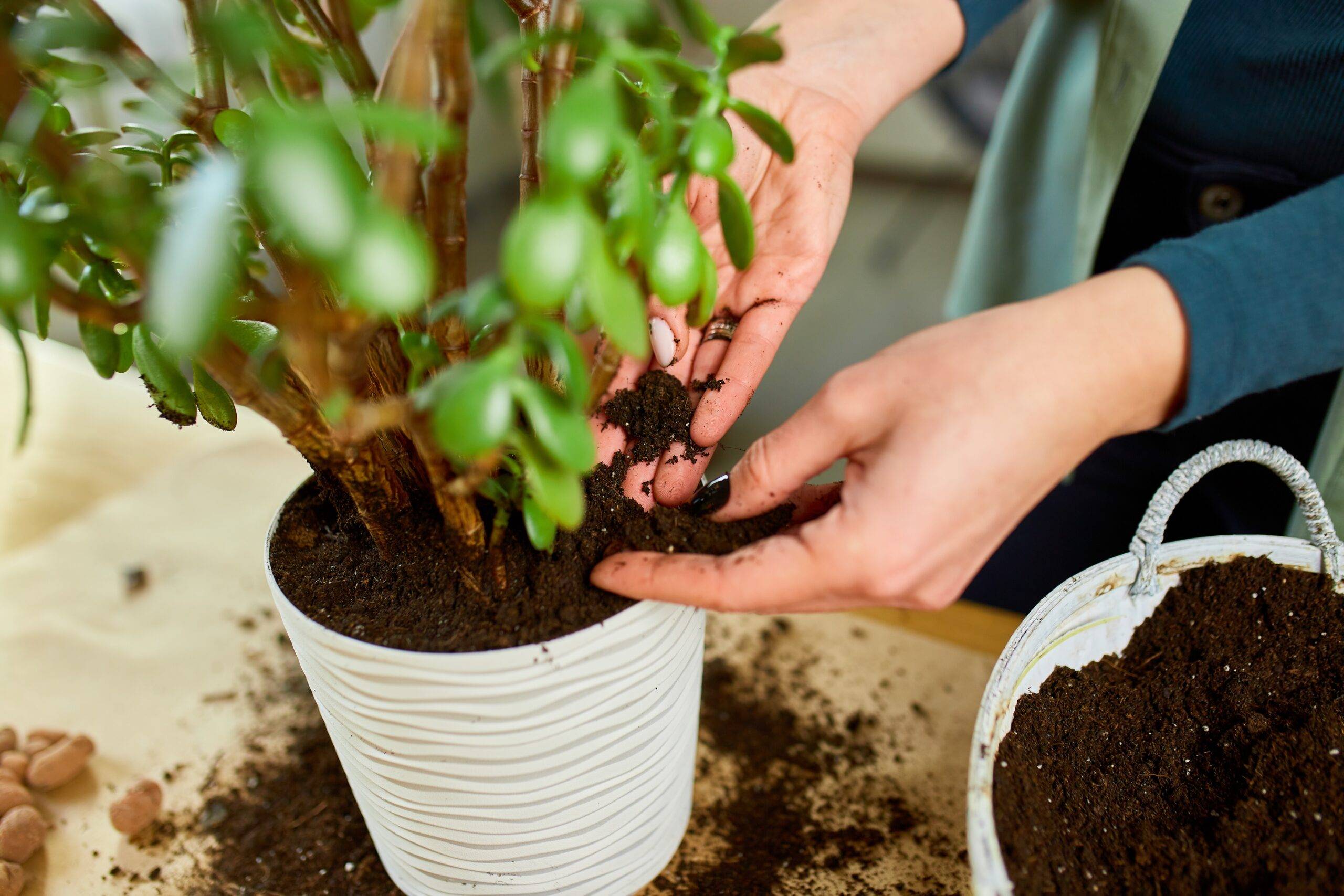 WOman poking her fingers into potted plant's soil.